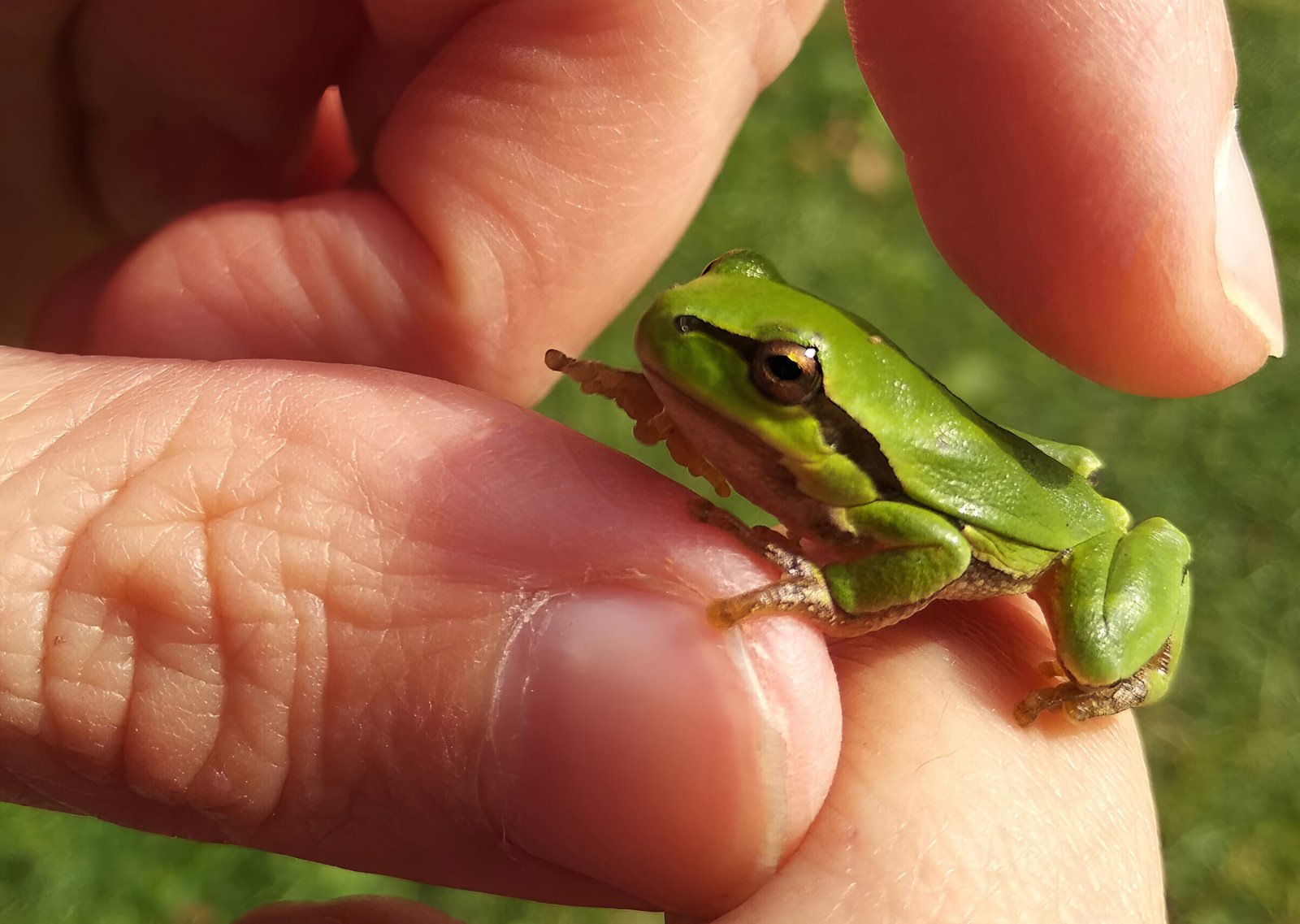 Where Size Meets Survival: Life in a Miniature World (image credits: wikimedia)
