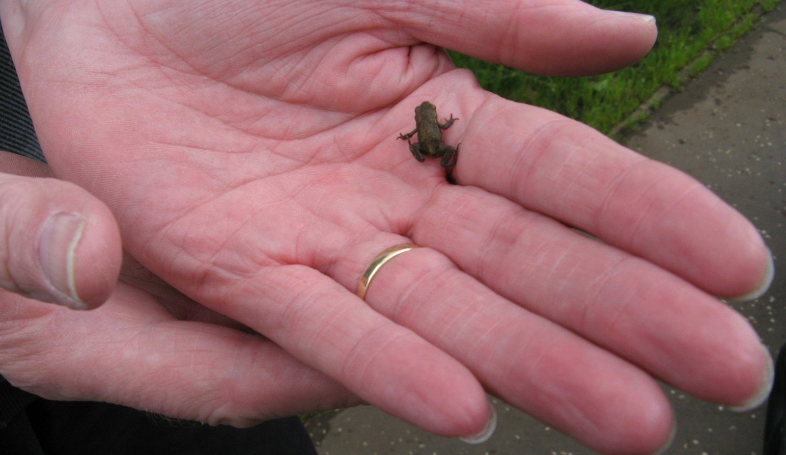 Miniaturization: Evolution’s Bold Experiment (image credits: wikimedia)