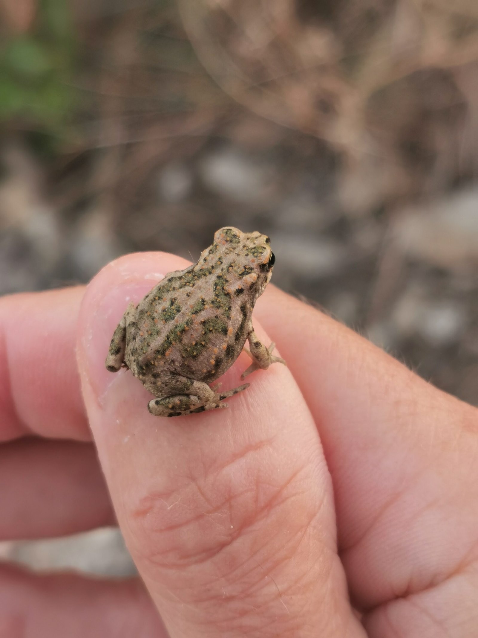 Hidden Diversity: The Secret Lives of Tiny Vertebrates (image credits: wikimedia)