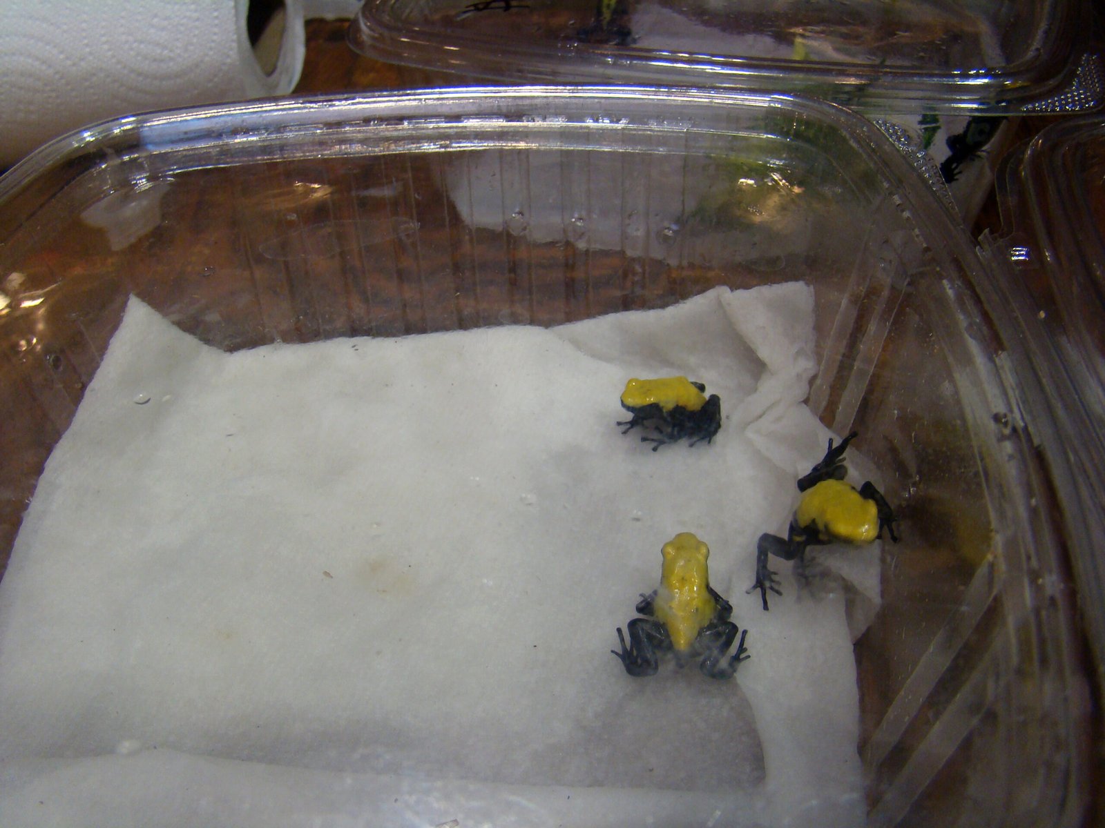 Implications for Genetics and Medicine (image credits: wikimedia)