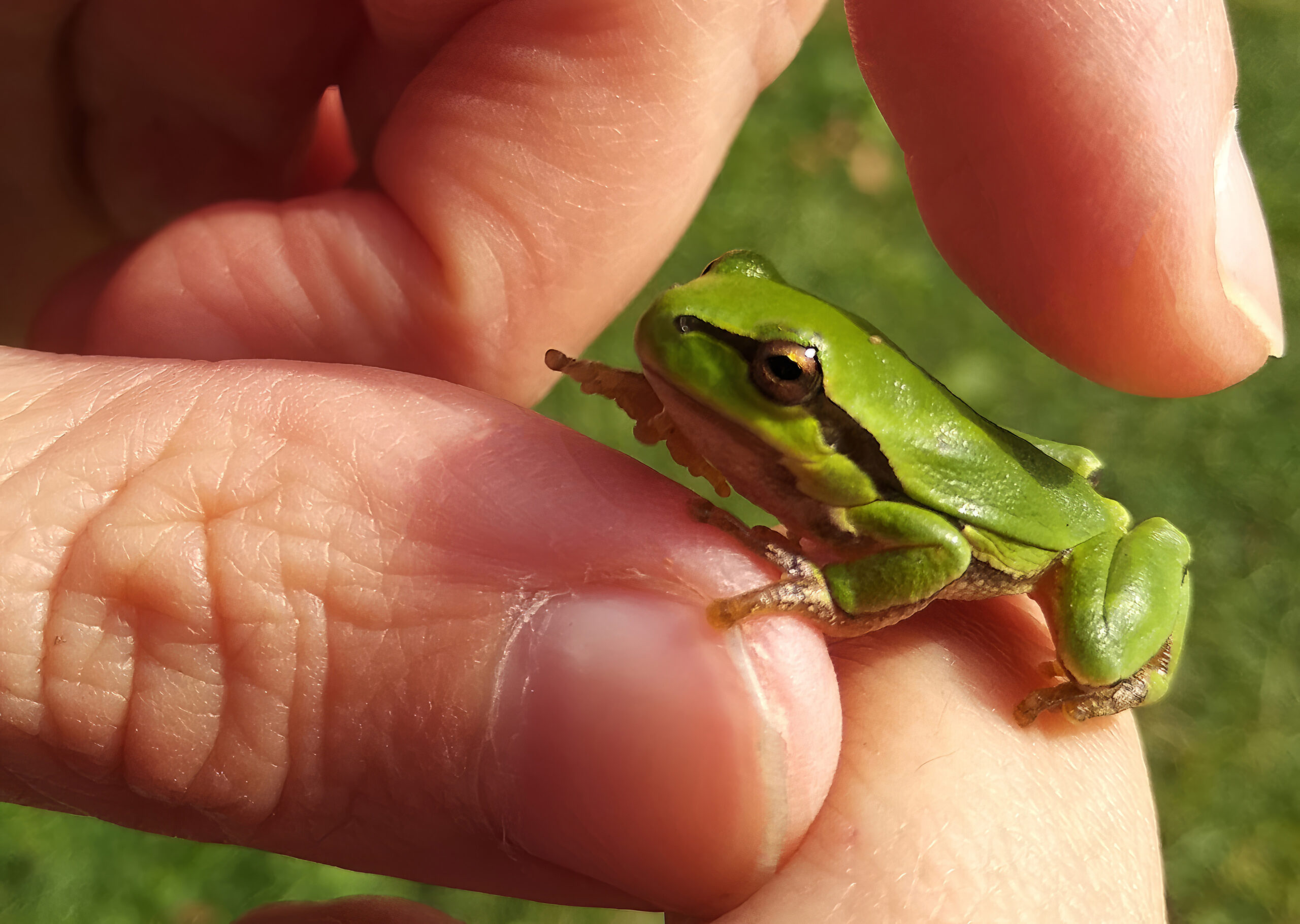 The Smallest Vertebrate and Its Surprisingly Complex Genome