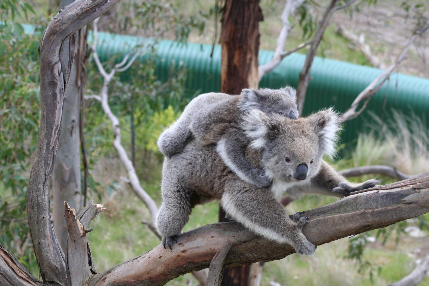 What We Can Learn from Koala Brains (image credits: wikimedia)