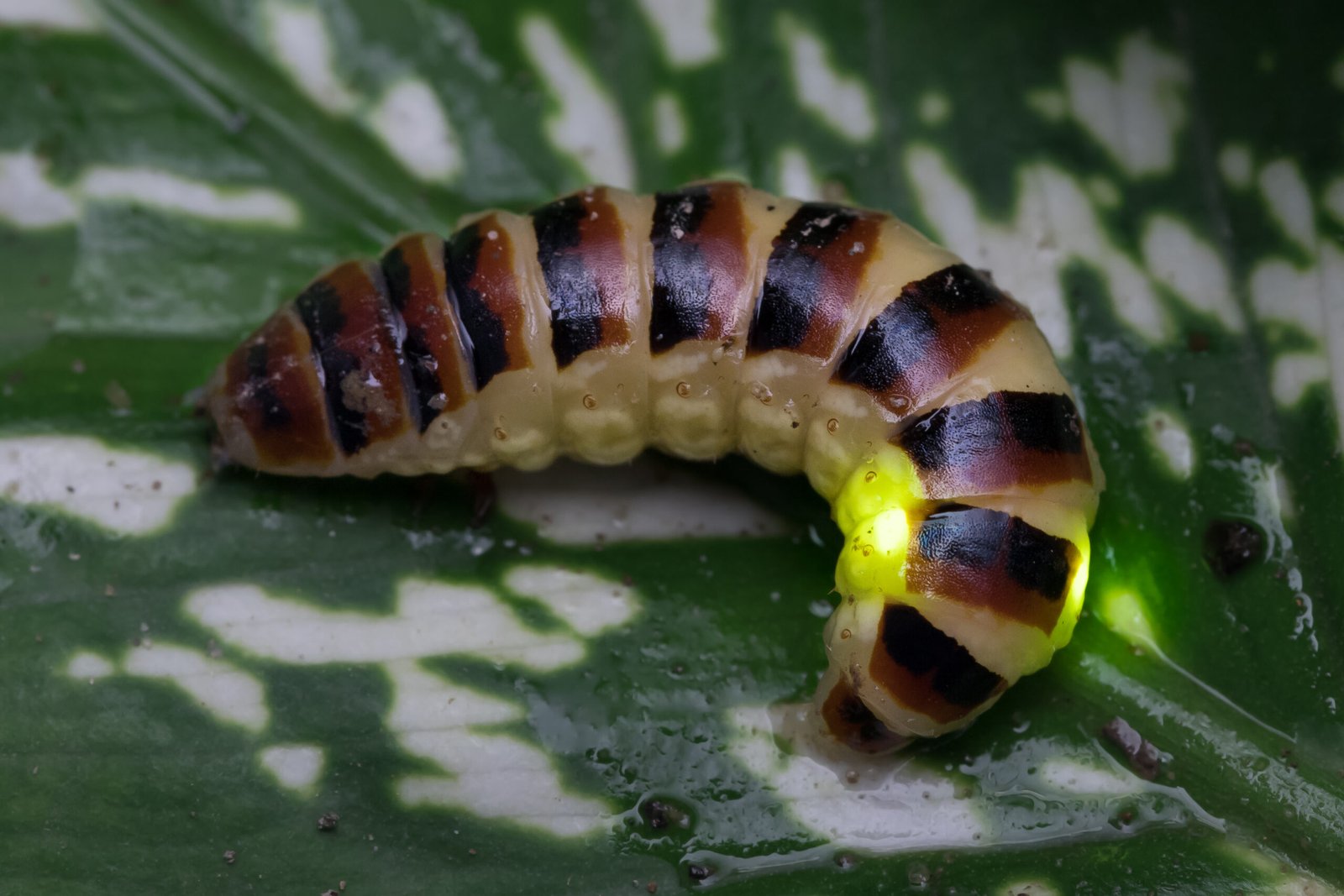 Who Glows and Why? The Diversity of Luminous Life (image credits: wikimedia)
