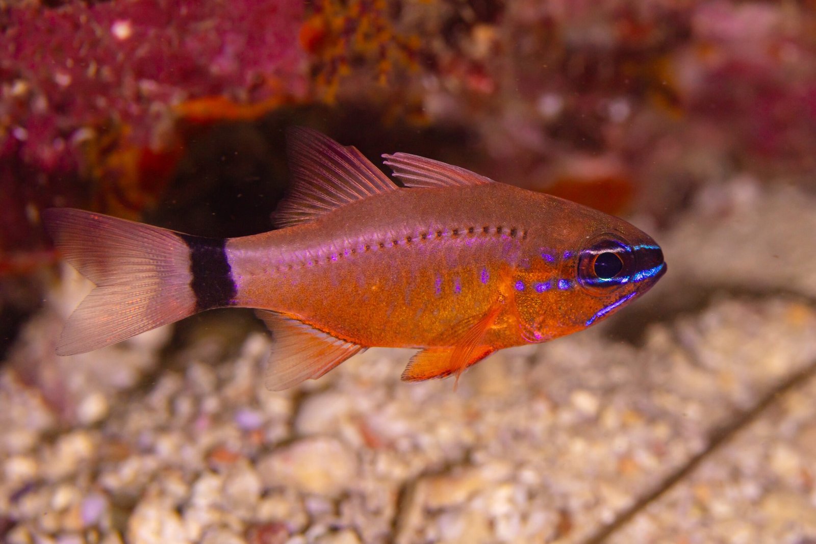 Glowing Chemistry: How Animals Make Their Own Light (image credits: wikimedia)