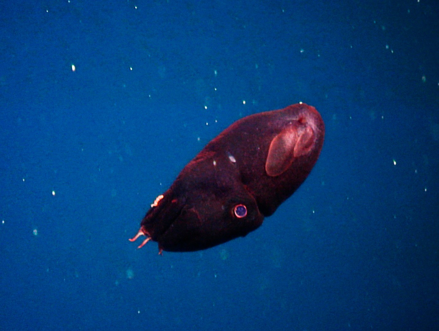 The Human Fascination: From Ancient Myths to Modern Science (image credits: wikimedia)
