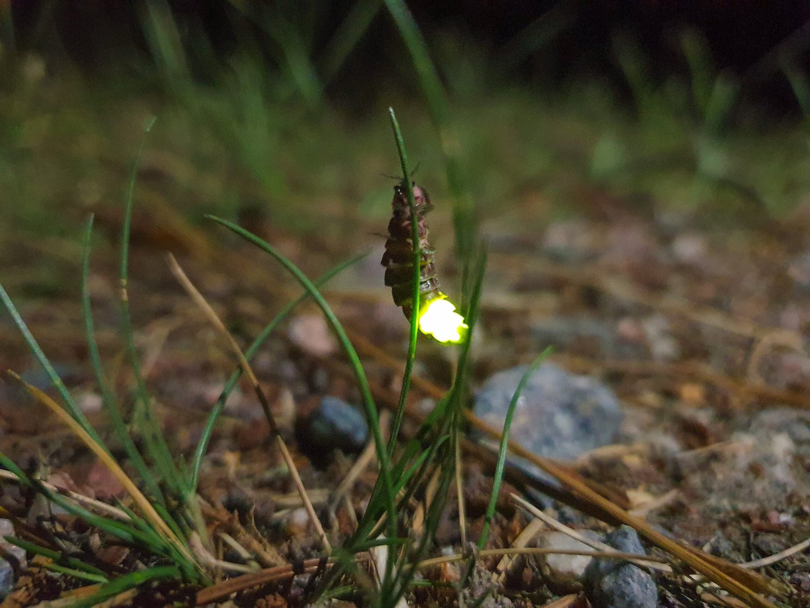Unlocking Nature’s Secrets: The Future of Bioluminescence Research (image credits: wikimedia)