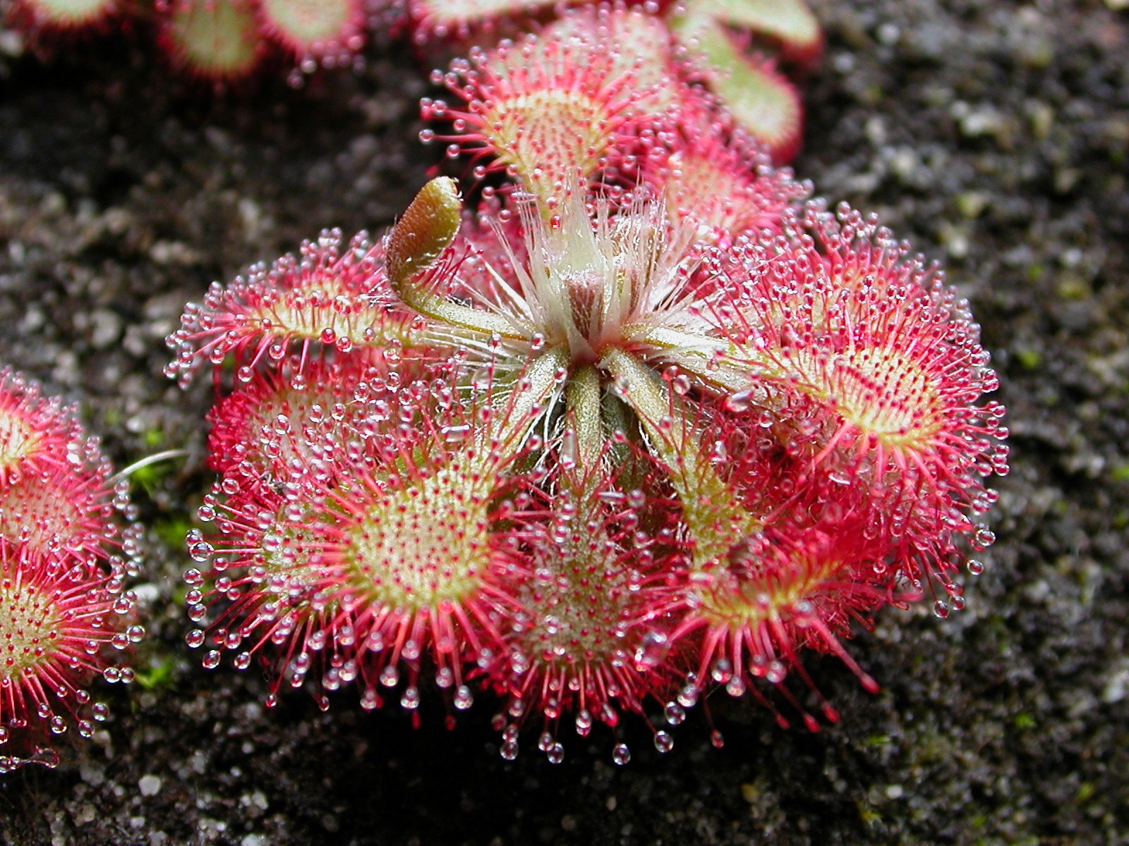 The Sundew’s World: Where Survival Means Innovation (image credits: wikimedia)