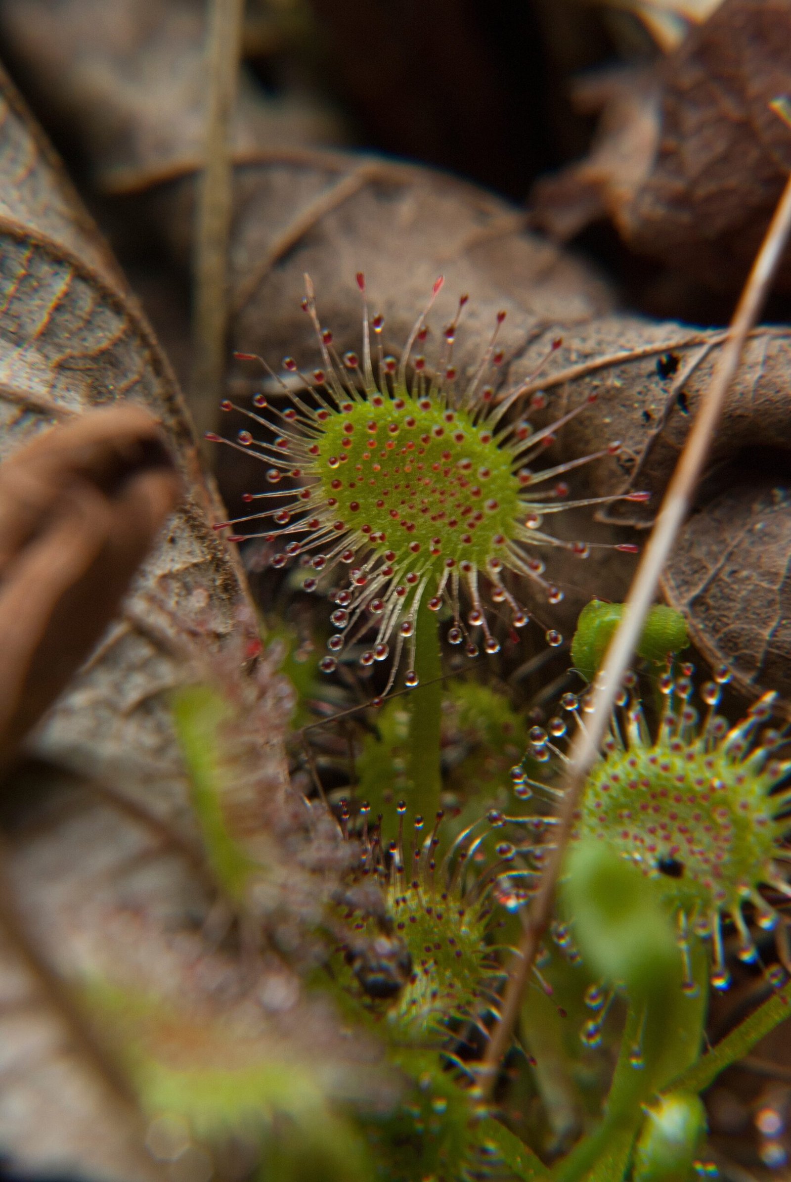 The Anatomy of a Predator: Glistening Tentacles and Deadly Drops (image credits: wikimedia)