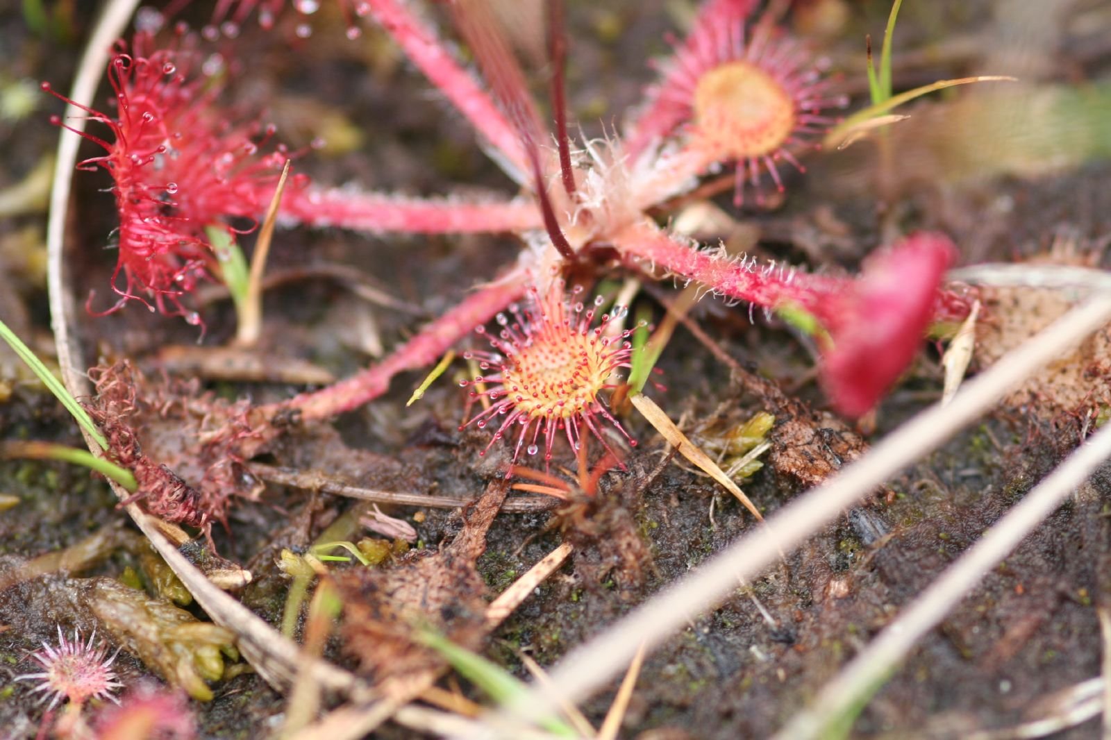 The Trap is Set: Luring Unsuspecting Prey (image credits: wikimedia)