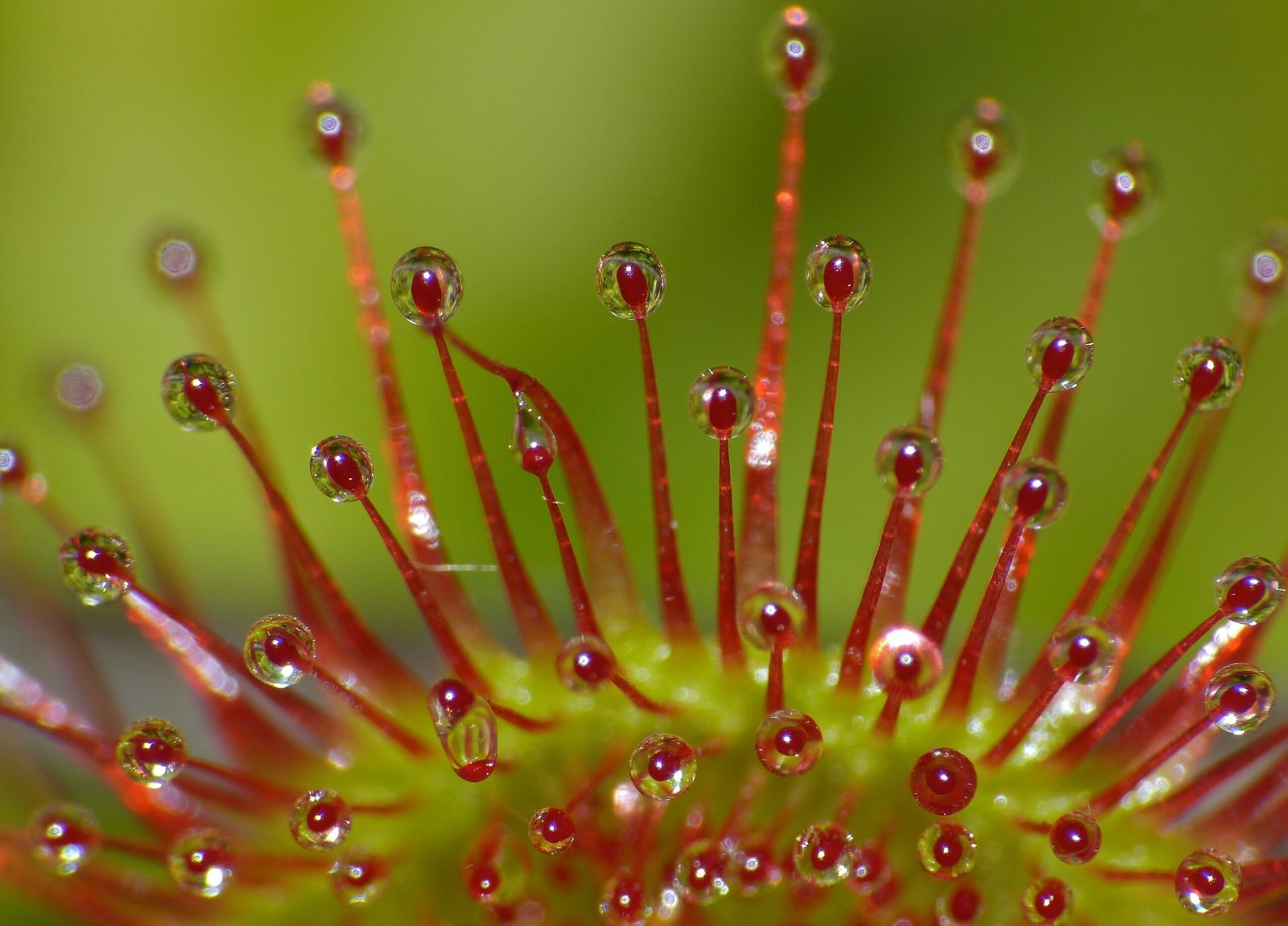 A Slow Embrace: The Tentacles Move In (image credits: wikimedia)