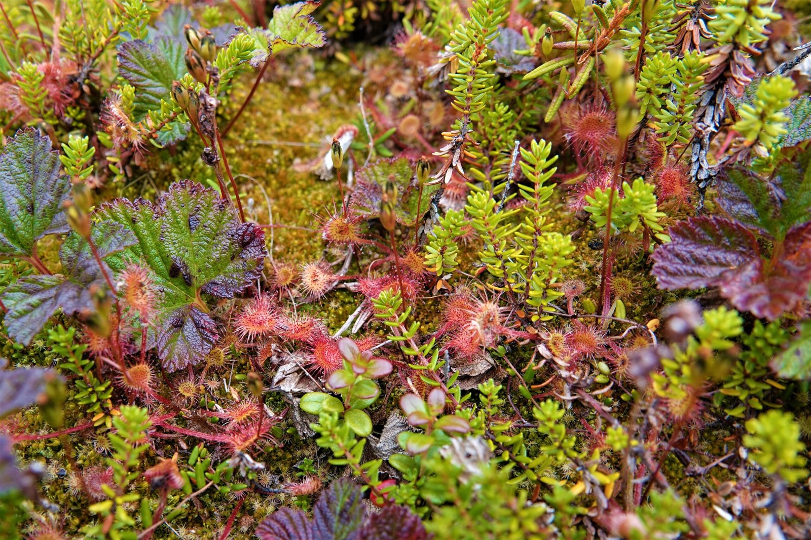 Evolution’s Ingenious Design: Why the Sundew Hunts (image credits: wikimedia)
