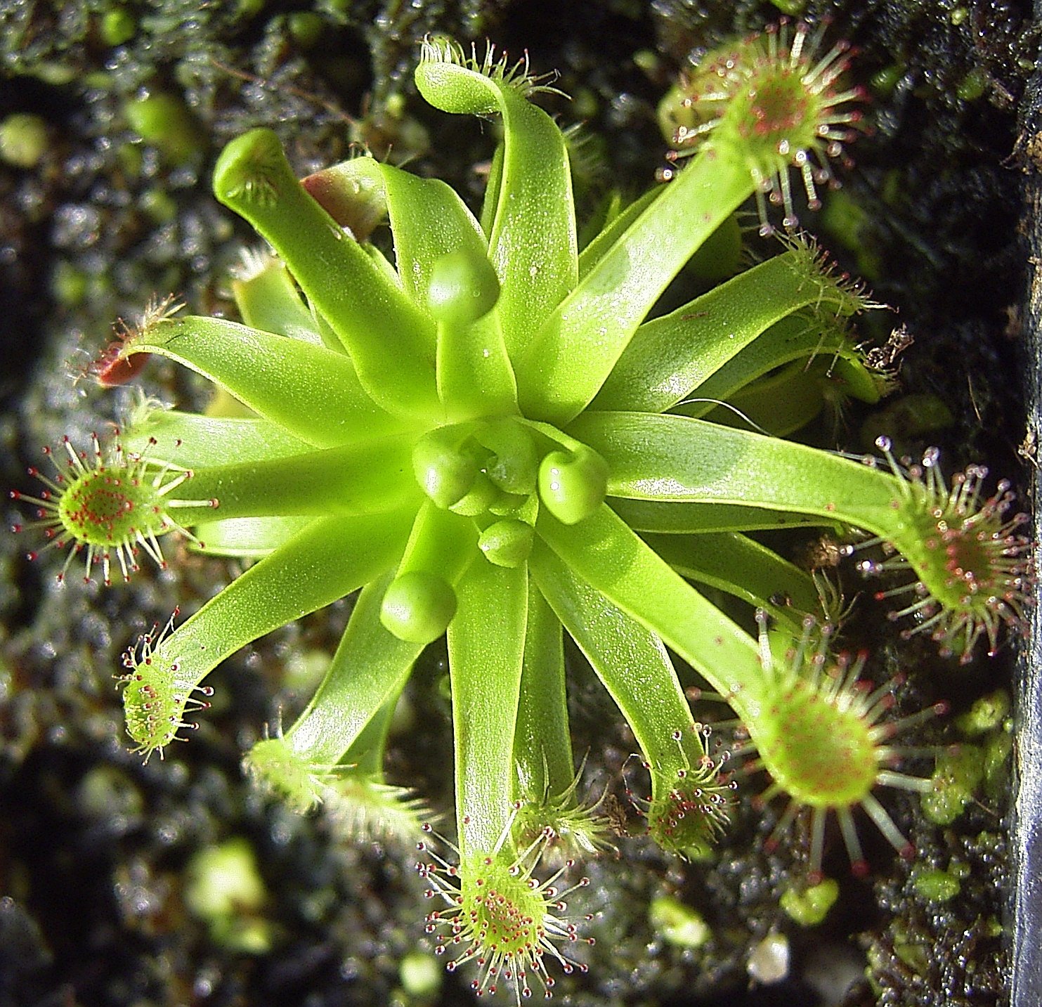 Striking a Balance: Sundews and Their Ecosystem (image credits: wikimedia)