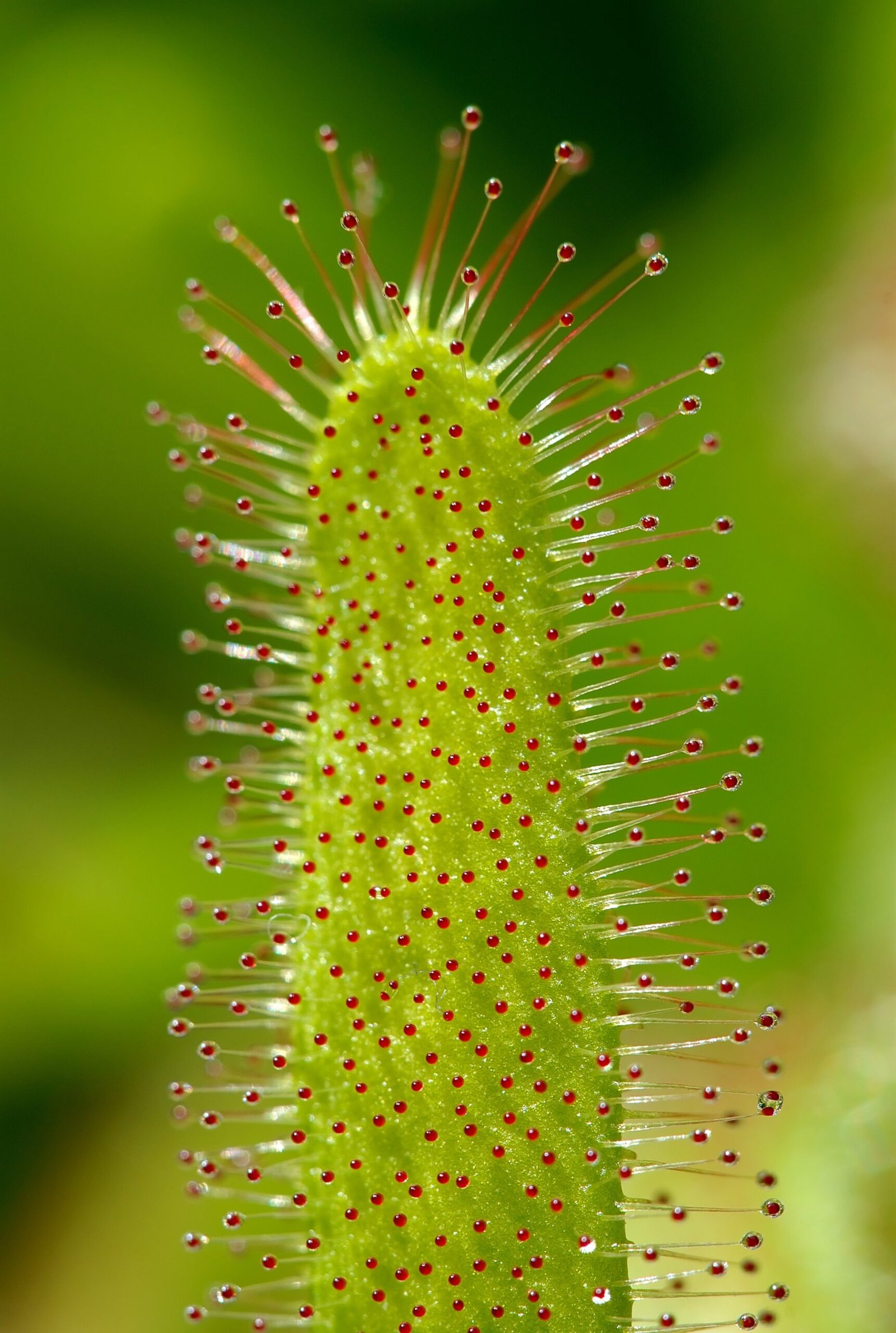 A Final Reflection: Nature’s Ingenious Hunter (image credits: wikimedia)