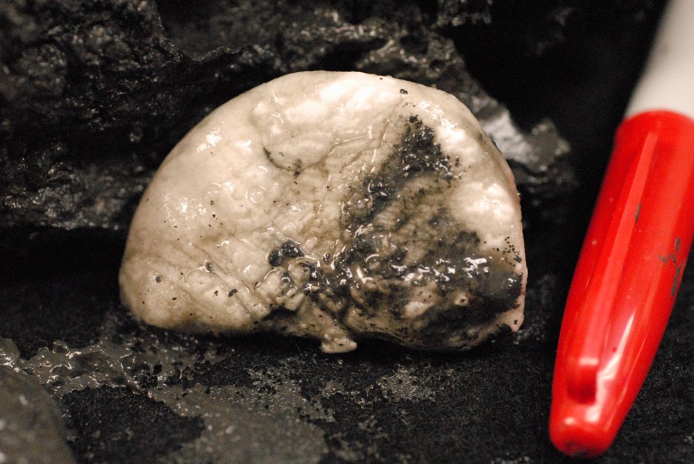Why Methane Is So Dangerous for the Climate (image credits: wikimedia)