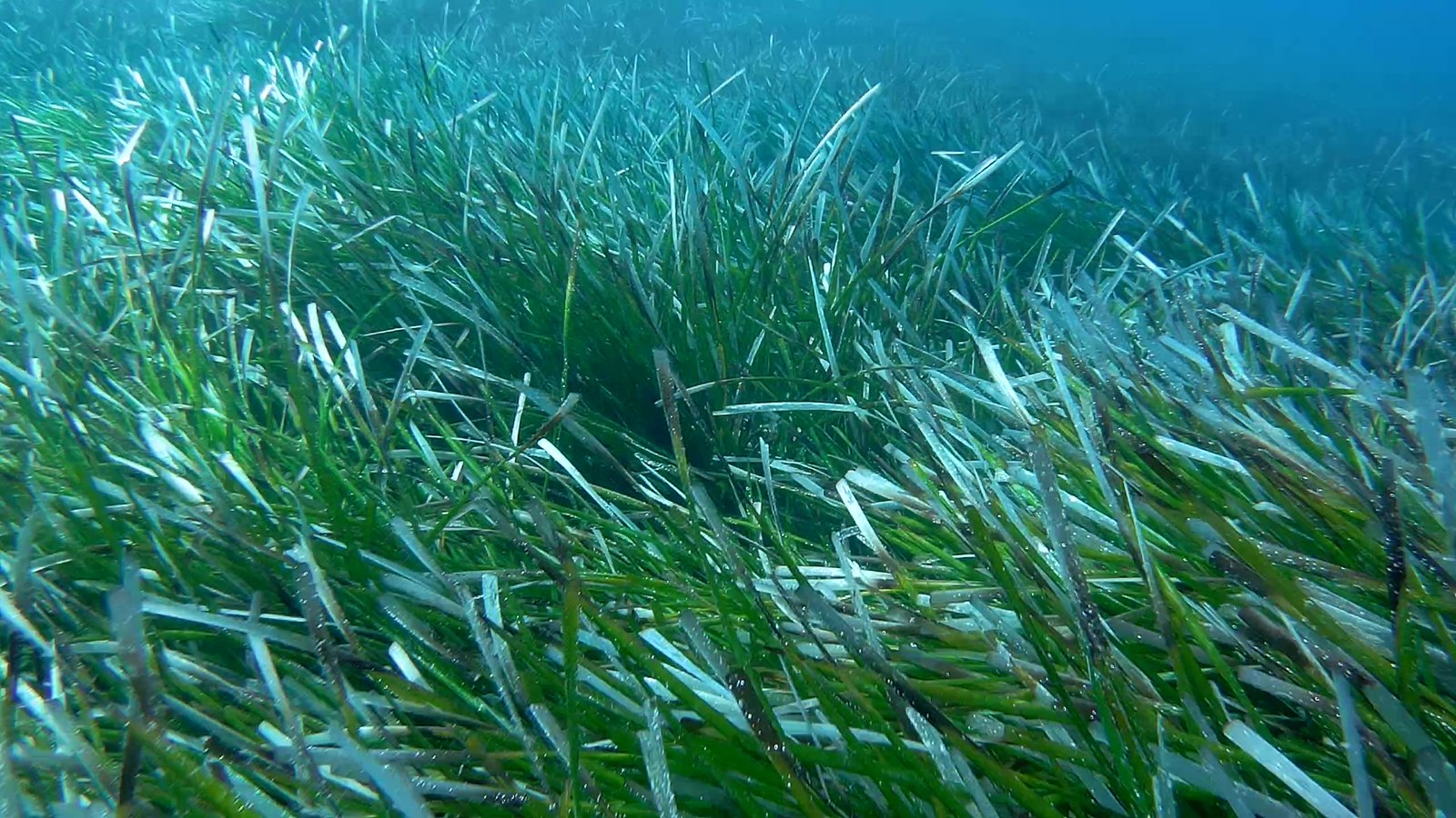 The Underwater Marvel: What Is Seagrass? (image credits: wikimedia)