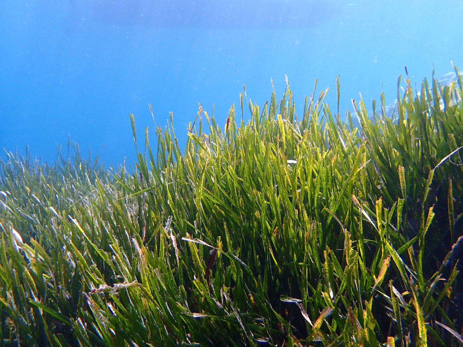 Seagrass and Human Wellbeing (image credits: wikimedia)