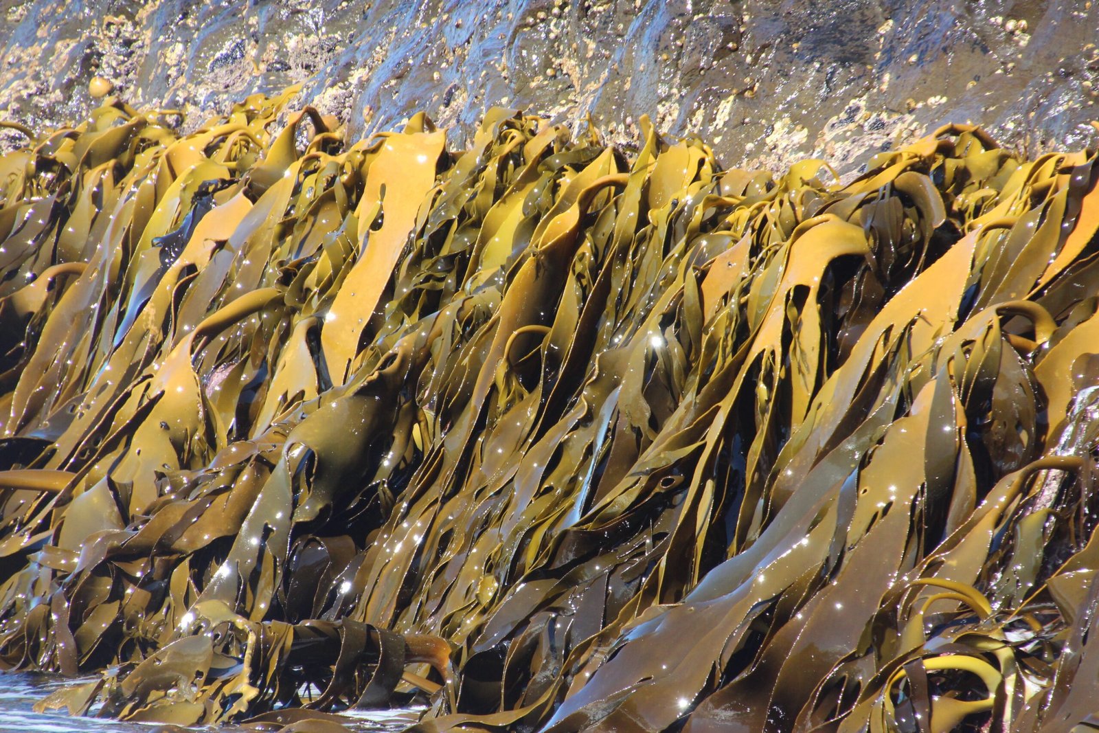 What’s Next for Seagrass Meadows? (image credits: wikimedia)