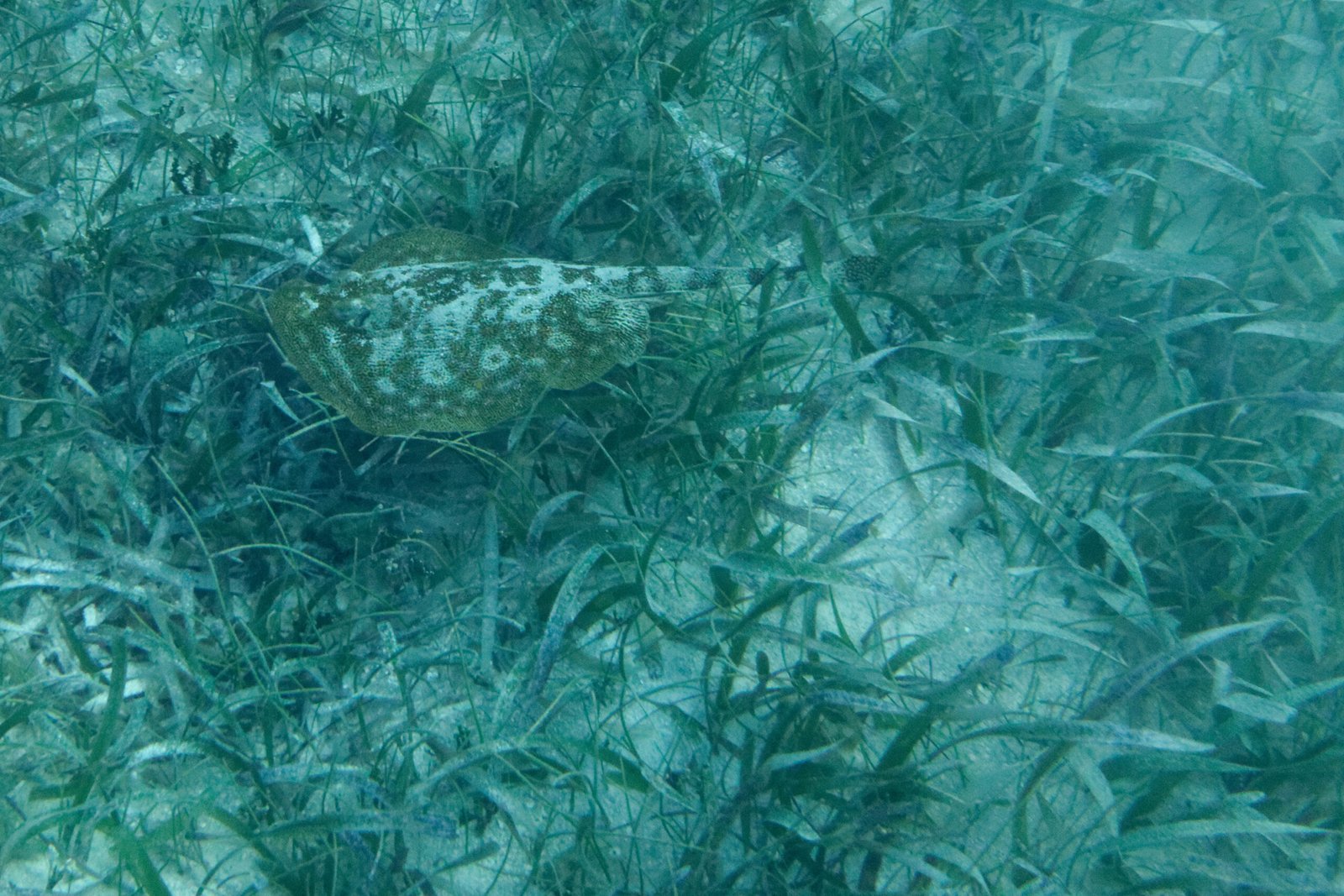 A Call Beneath the Waves (image credits: wikimedia)