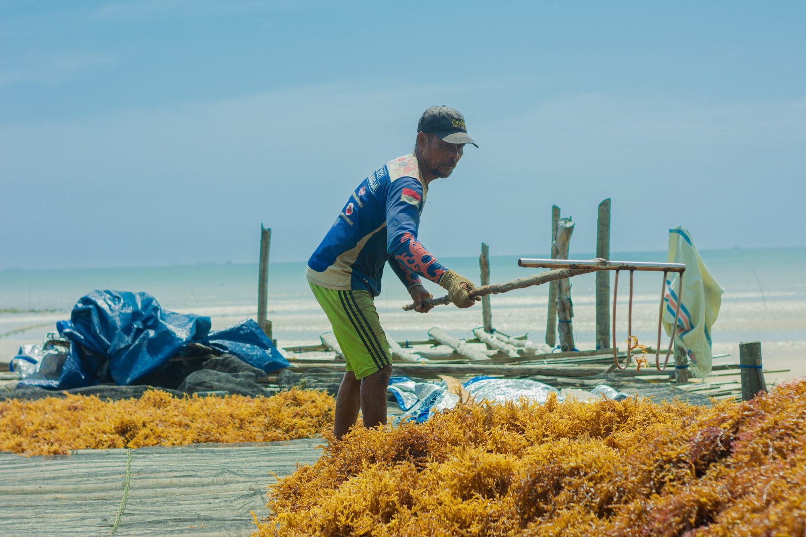Climate Change Warriors: Seaweed and the Future (image credits: wikimedia)