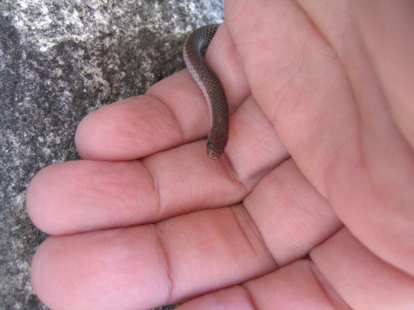 Gigantic and Miniature Extremes: Breaking the Mold (image credits: wikimedia)