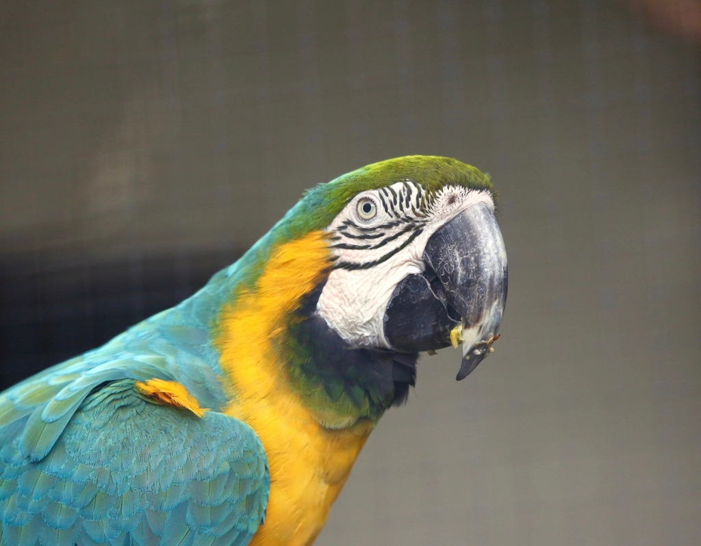 The Stunning World of Macaws (image credits: rawpixel)