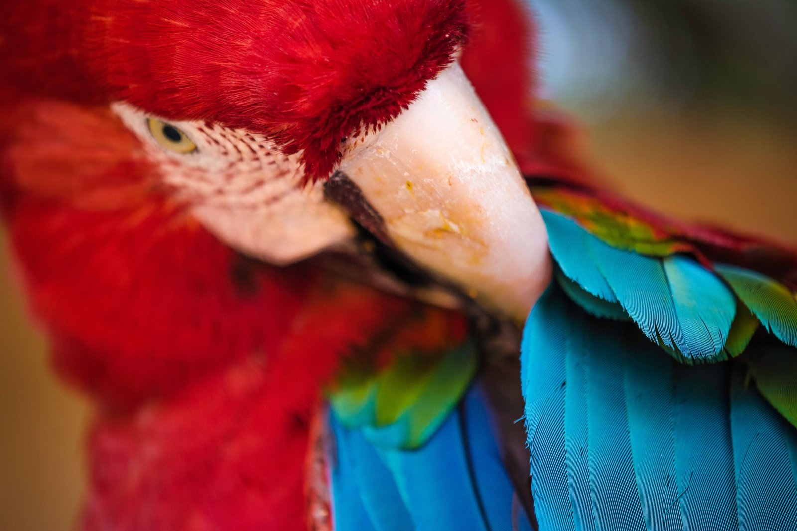 How Scientists Discovered Macaws’ Ingenious Scratching (image credits: wikimedia)