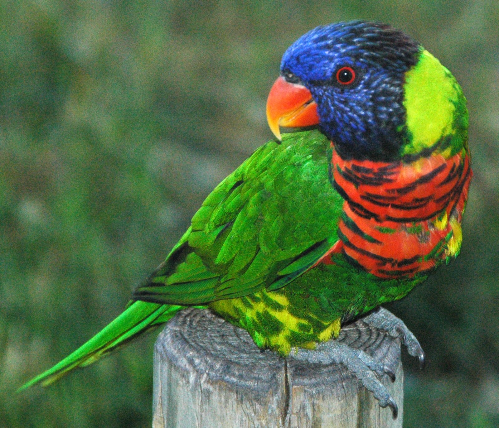 Real-Life Stories: Macaws and Their Scratching Tools (image credits: wikimedia)