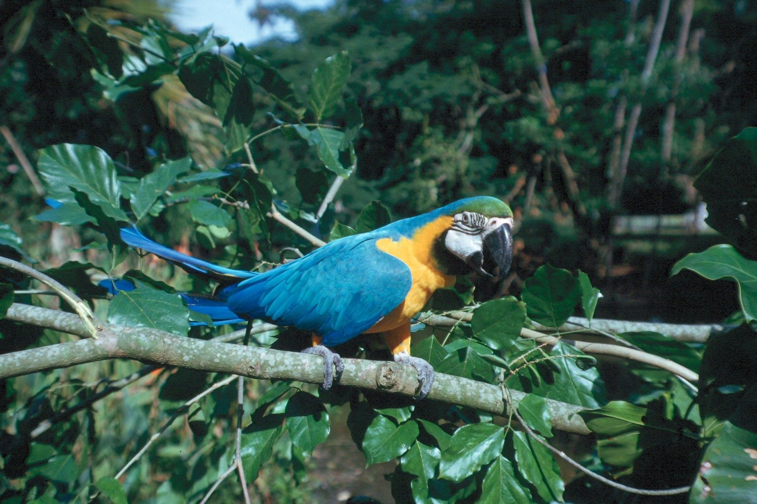 The Future of Research on Parrot Intelligence (image credits: wikimedia)
