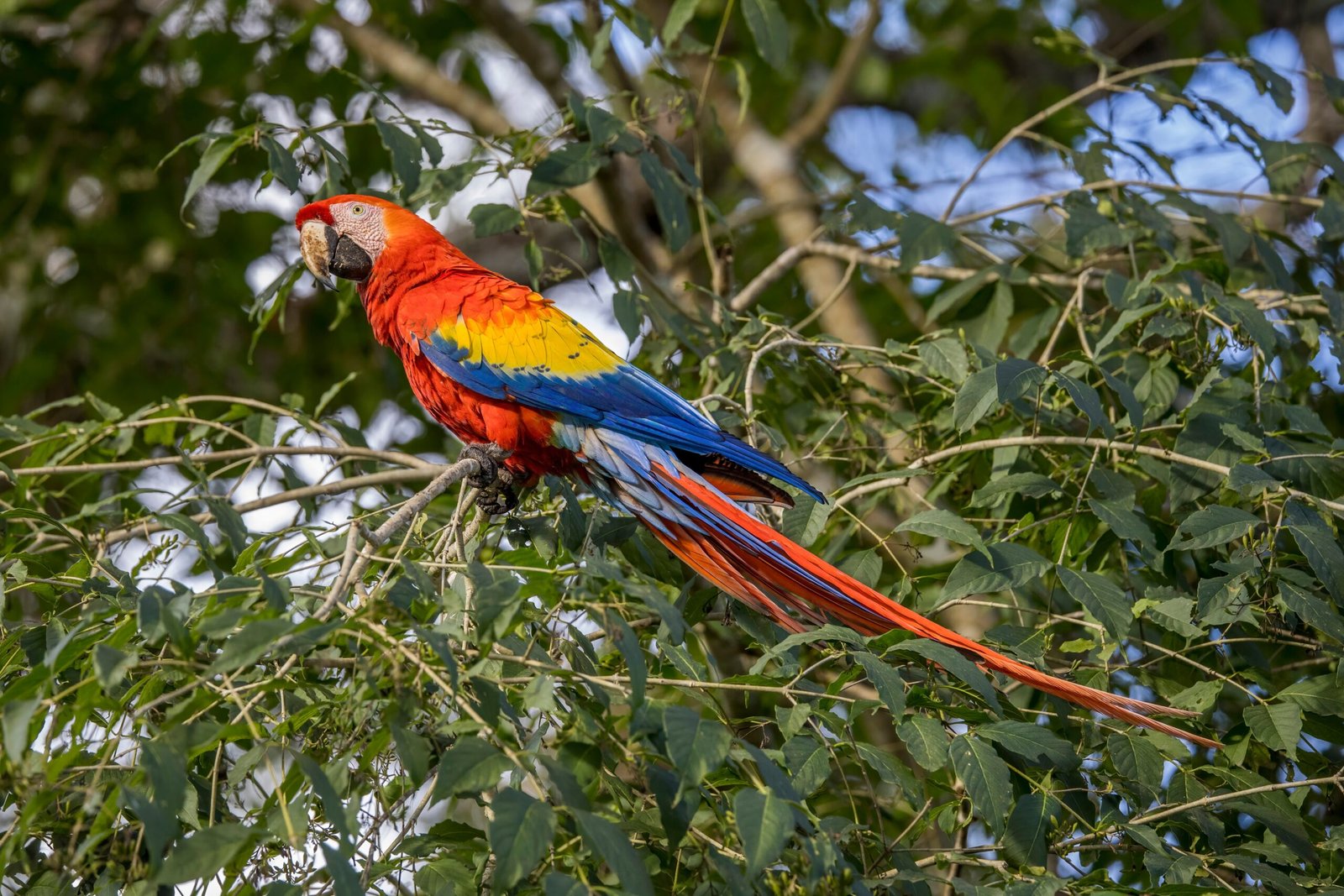 How Macaws Inspire Us (image credits: wikimedia)