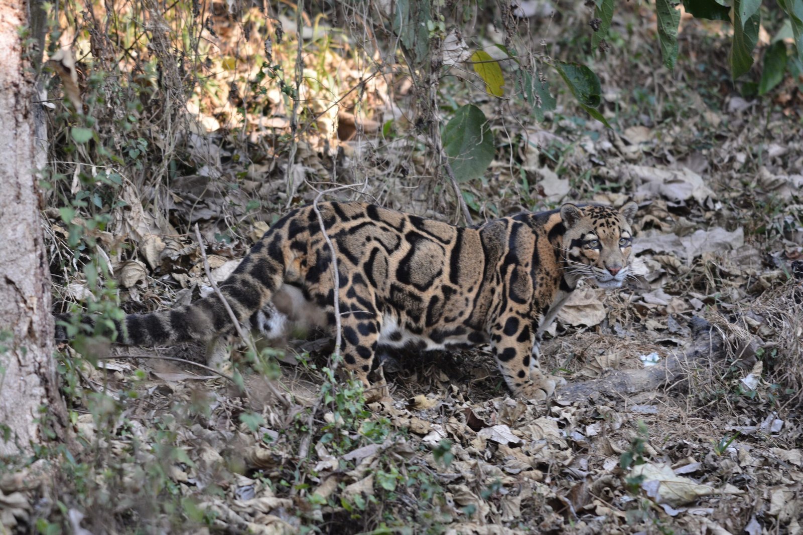 The Enigmatic World of the Clouded Leopard (image credits: wikimedia)