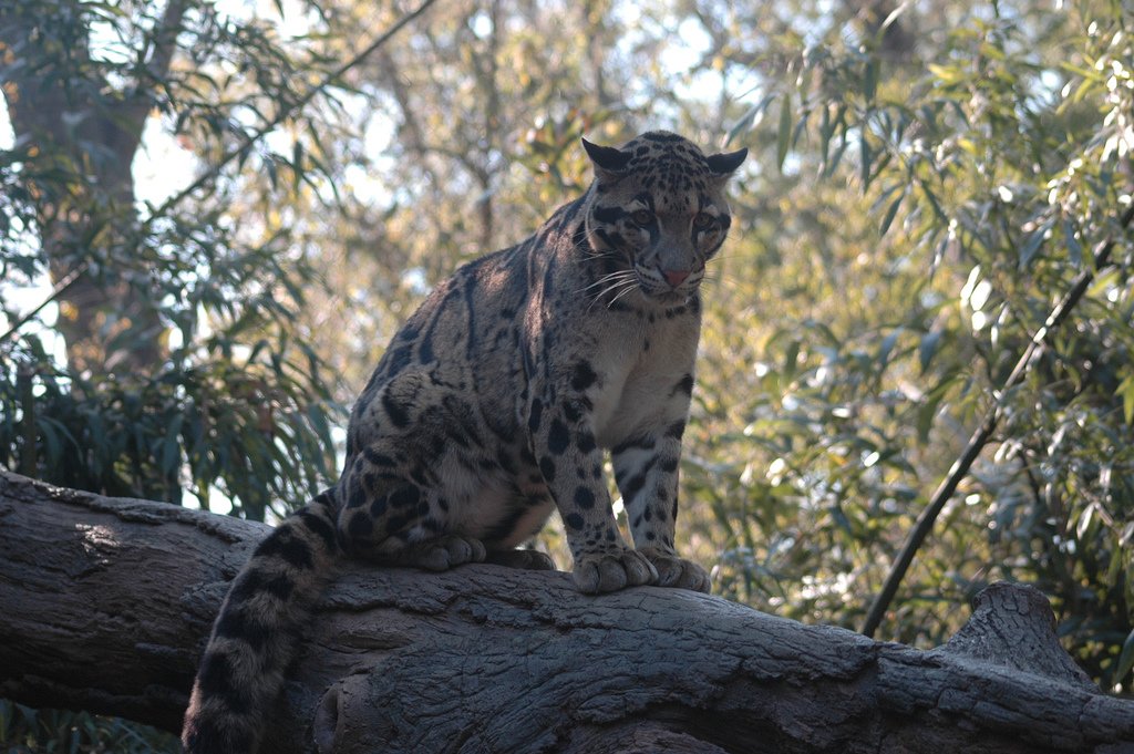 Unique Adaptations: Masters of the Canopy (image credits: wikimedia)
