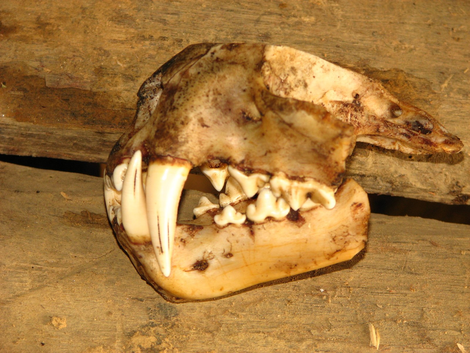 Conservation Strategies: Innovation and Hope (image credits: wikimedia)