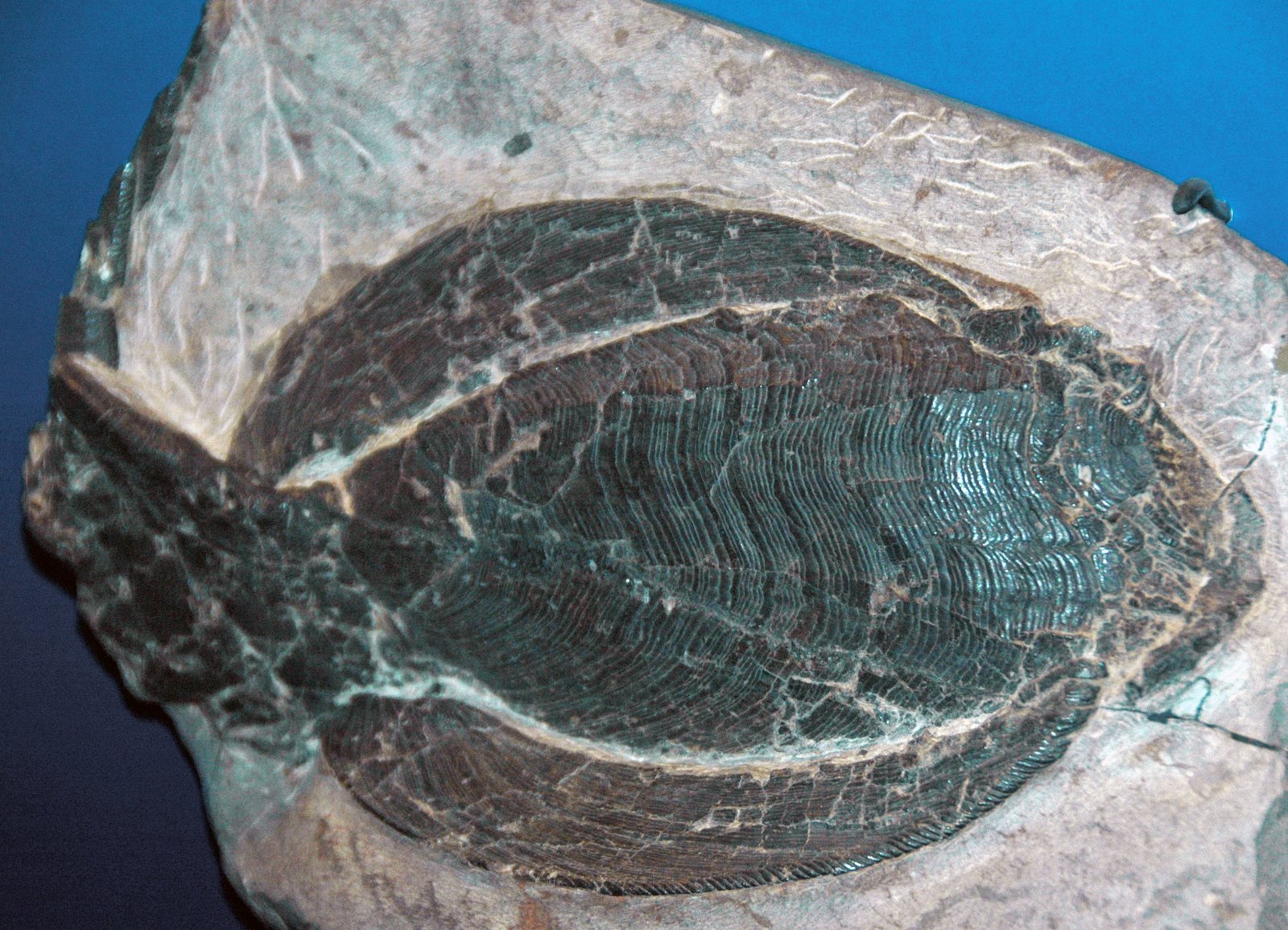 Evolution’s Family Tree: The True Relationships Revealed (image credits: wikimedia)