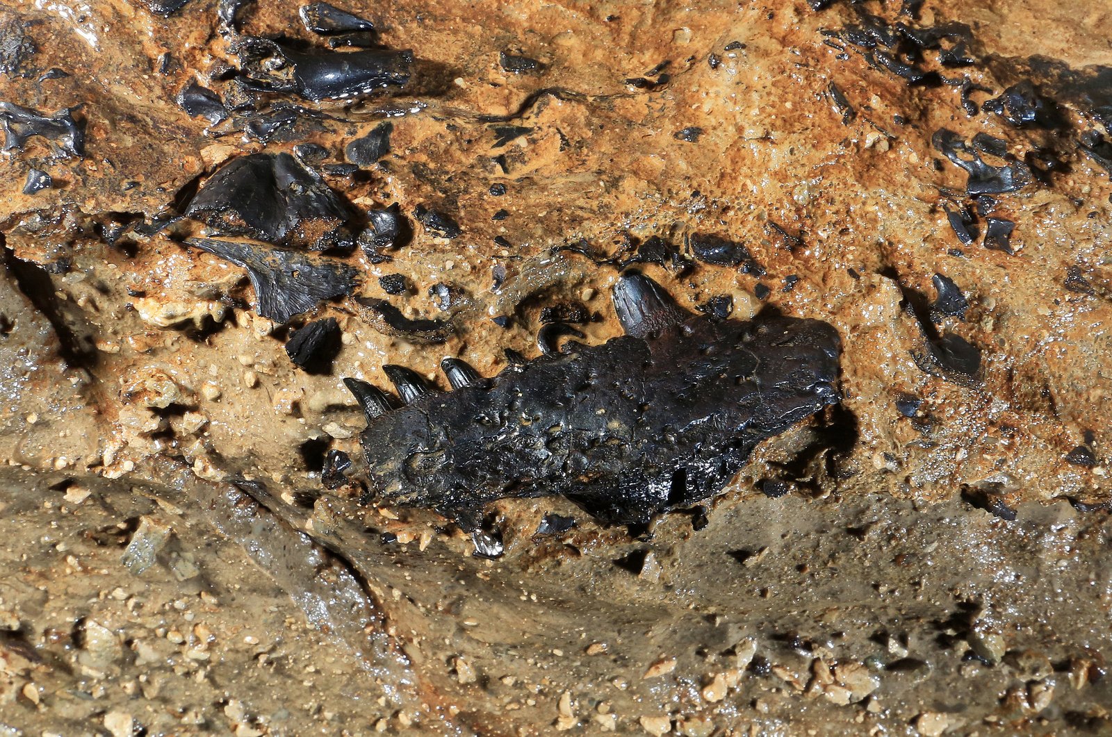 The Rise of Tetrapods: When Fish Walked on Land (image credits: wikimedia)