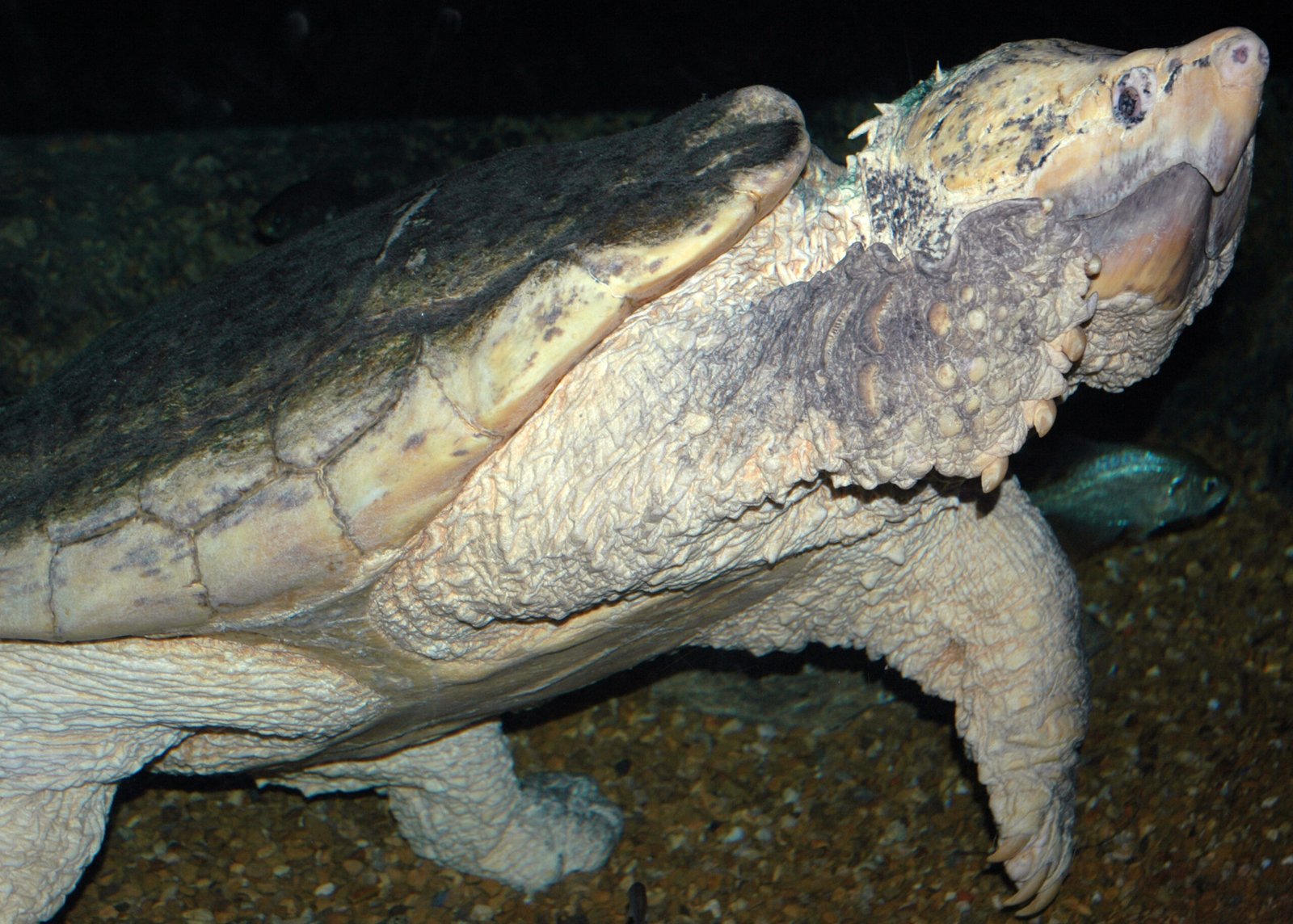 Rewriting the Story: A New Way to See Aquatic Life (image credits: wikimedia)
