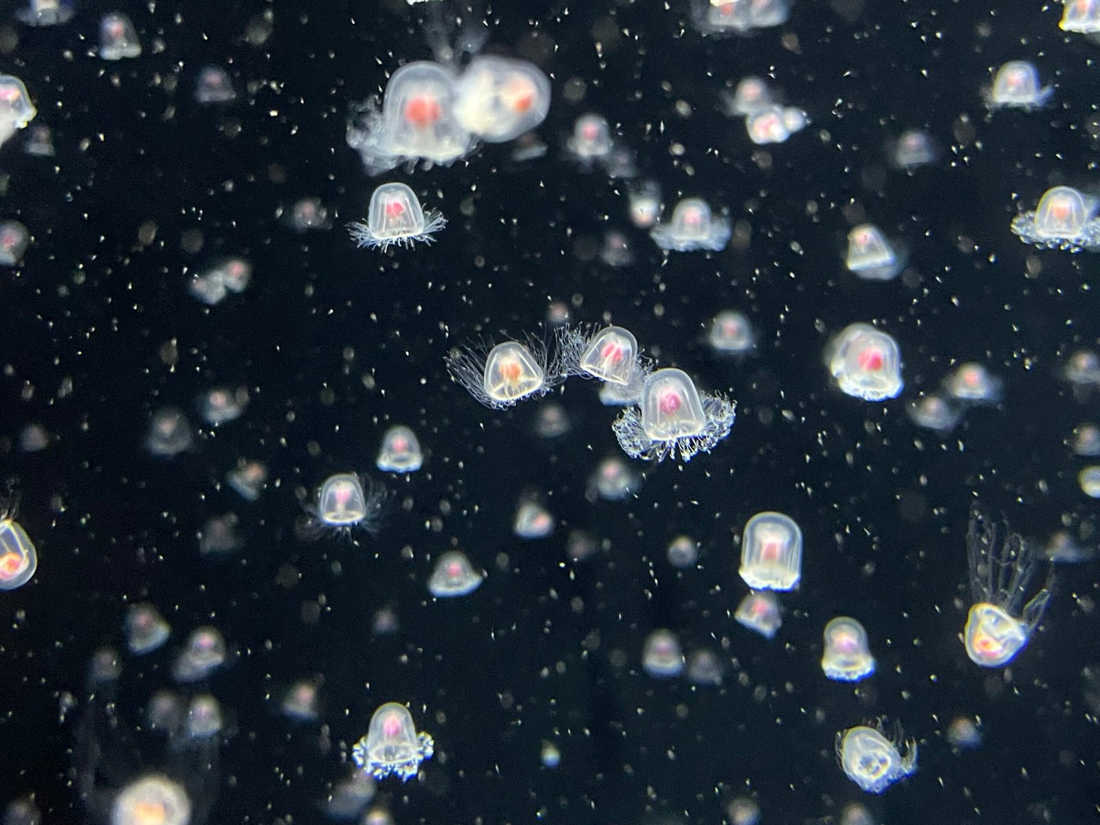 Transdifferentiation: Nature’s Rewind Button (image credits: wikimedia)