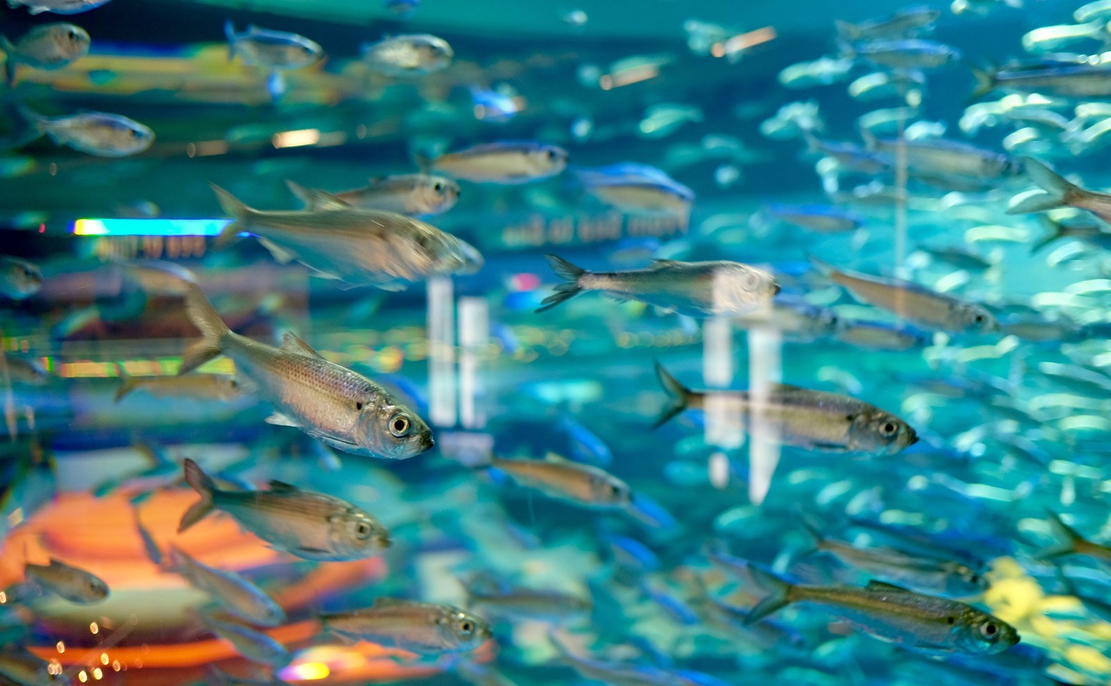 Underwater Communication: More Than Meets the Ear (image credits: wikimedia)