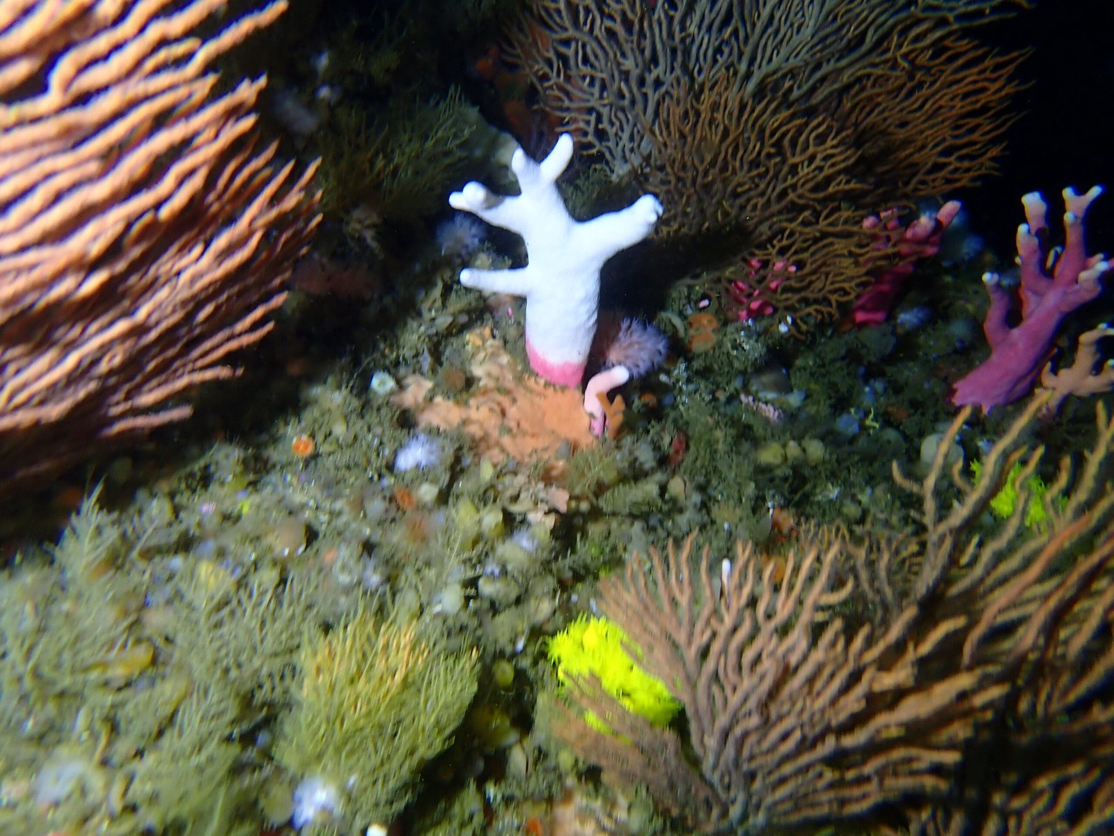 Unearthing a Record-Breaking Reef (image credits: wikimedia)