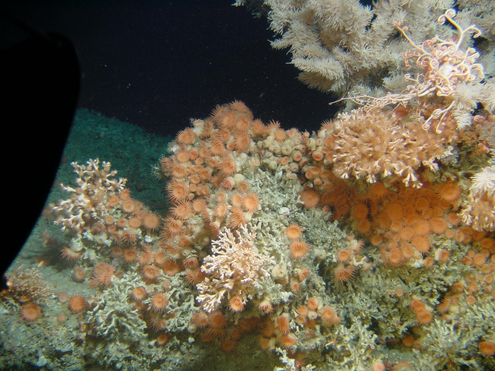 Corals That Defy the Odds (image credits: wikimedia)