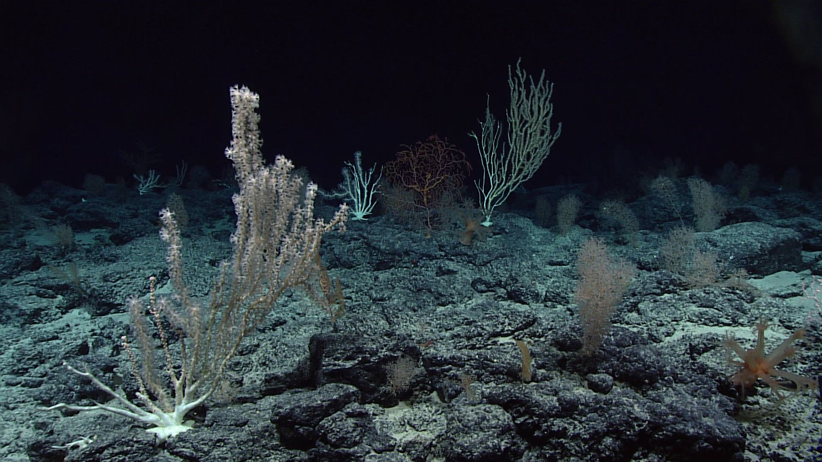 Life in the Shadows: Unseen Creatures (image credits: wikimedia)