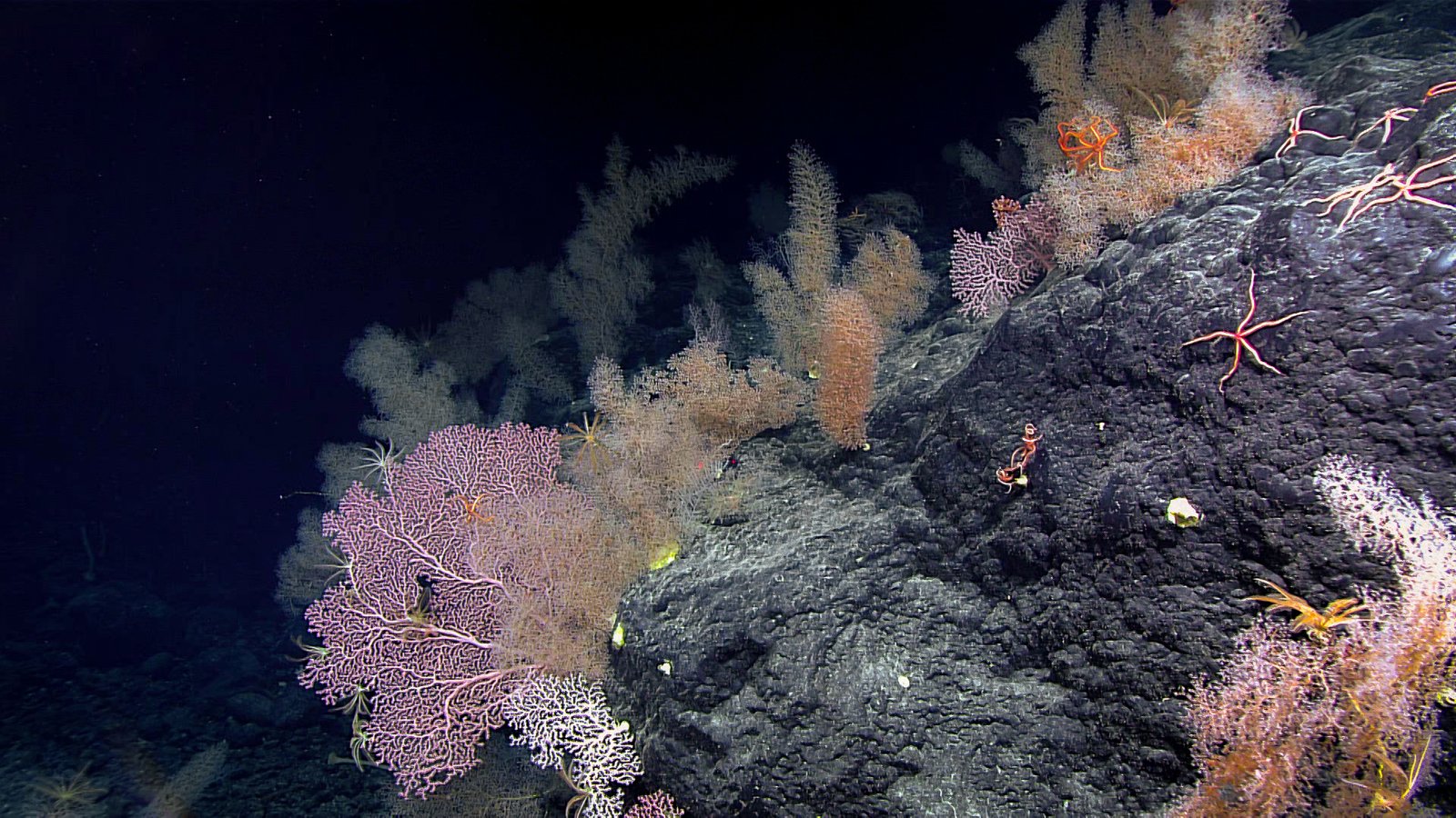 Reflections from the Deep (image credits: wikimedia)