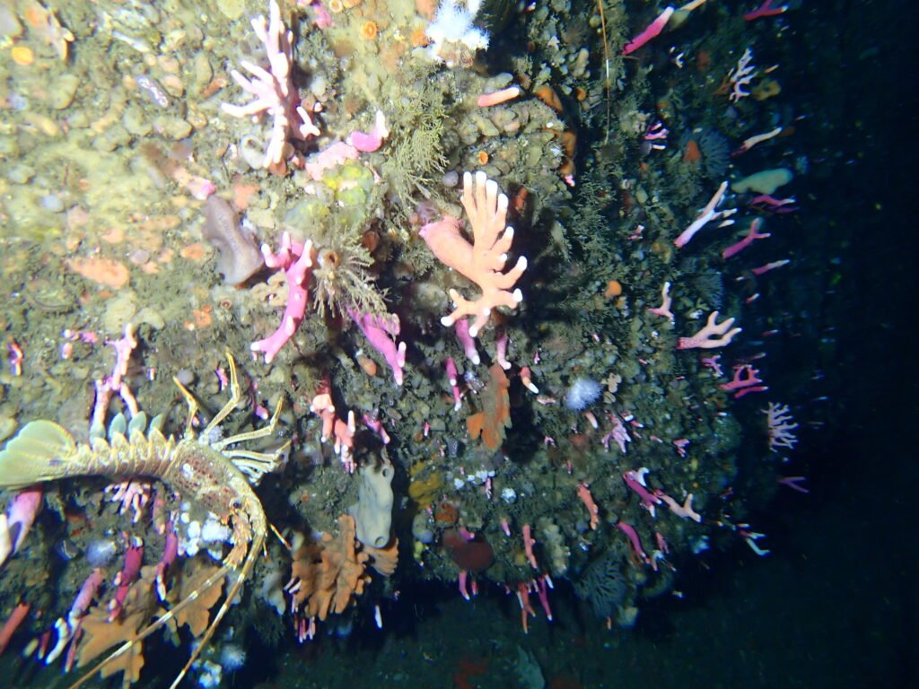 The Deepest Coral Reef Ever Discovered — And the Life It Hides