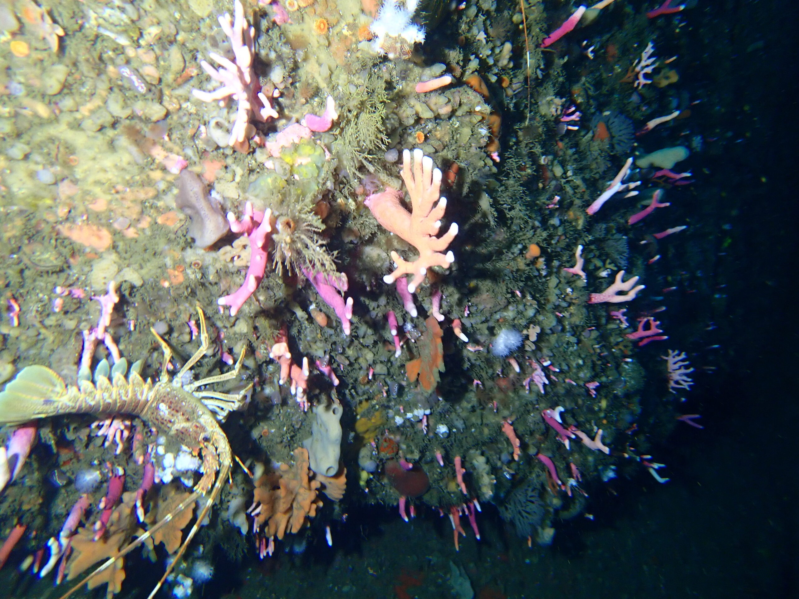 The Deepest Coral Reef Ever Discovered — And the Life It Hides
