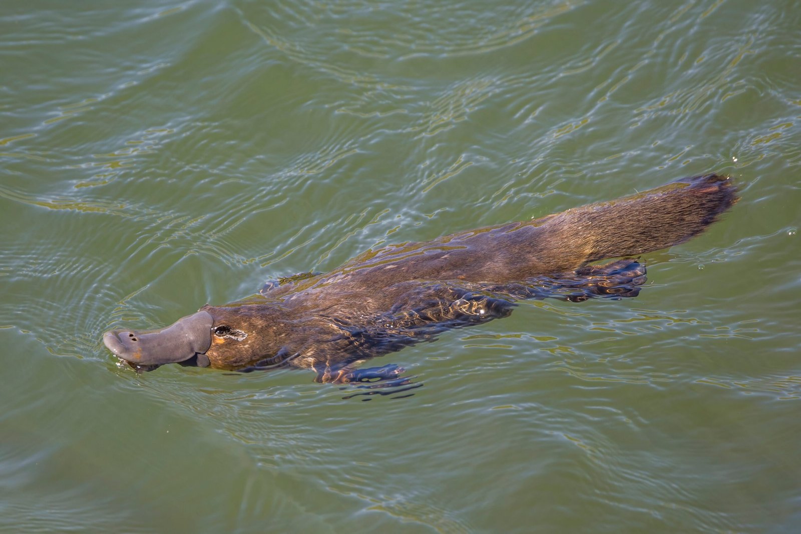 The Platypus: Nature’s Living Paradox (image credits: wikimedia)