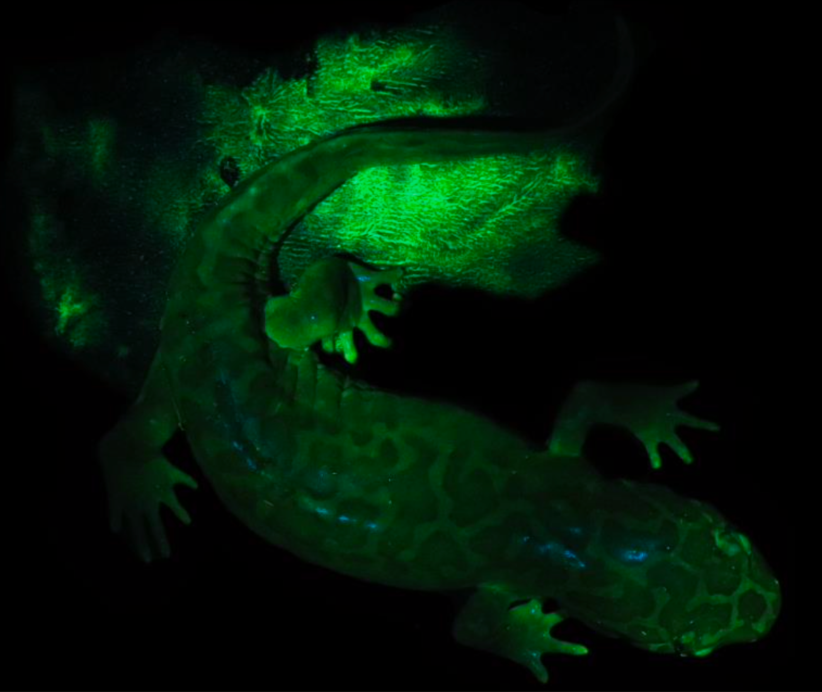 How Biofluorescence Works (image credits: wikimedia)