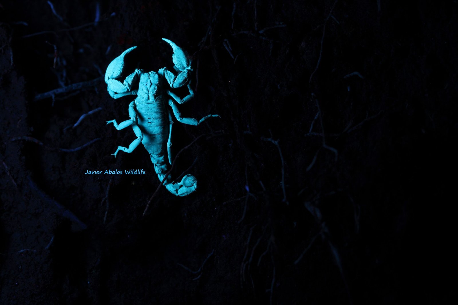 The Role of UV Vision in the Animal Kingdom (image credits: wikimedia)