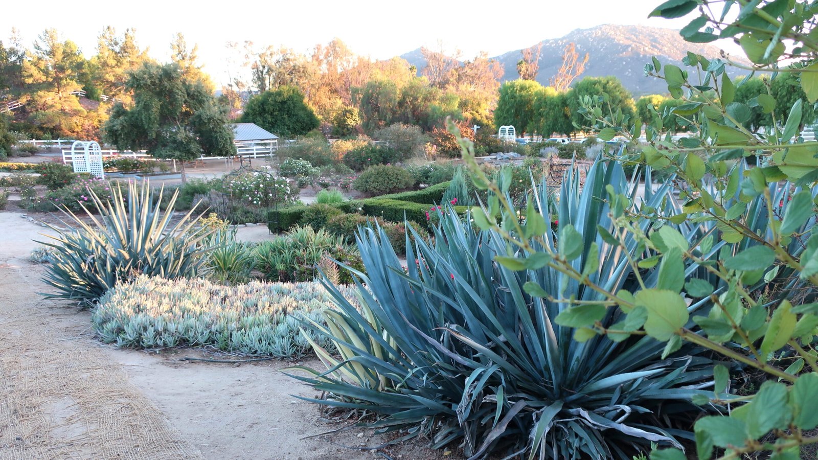 The Ancient Roots: Agave in Early Mexican Civilization (image credits: wikimedia)