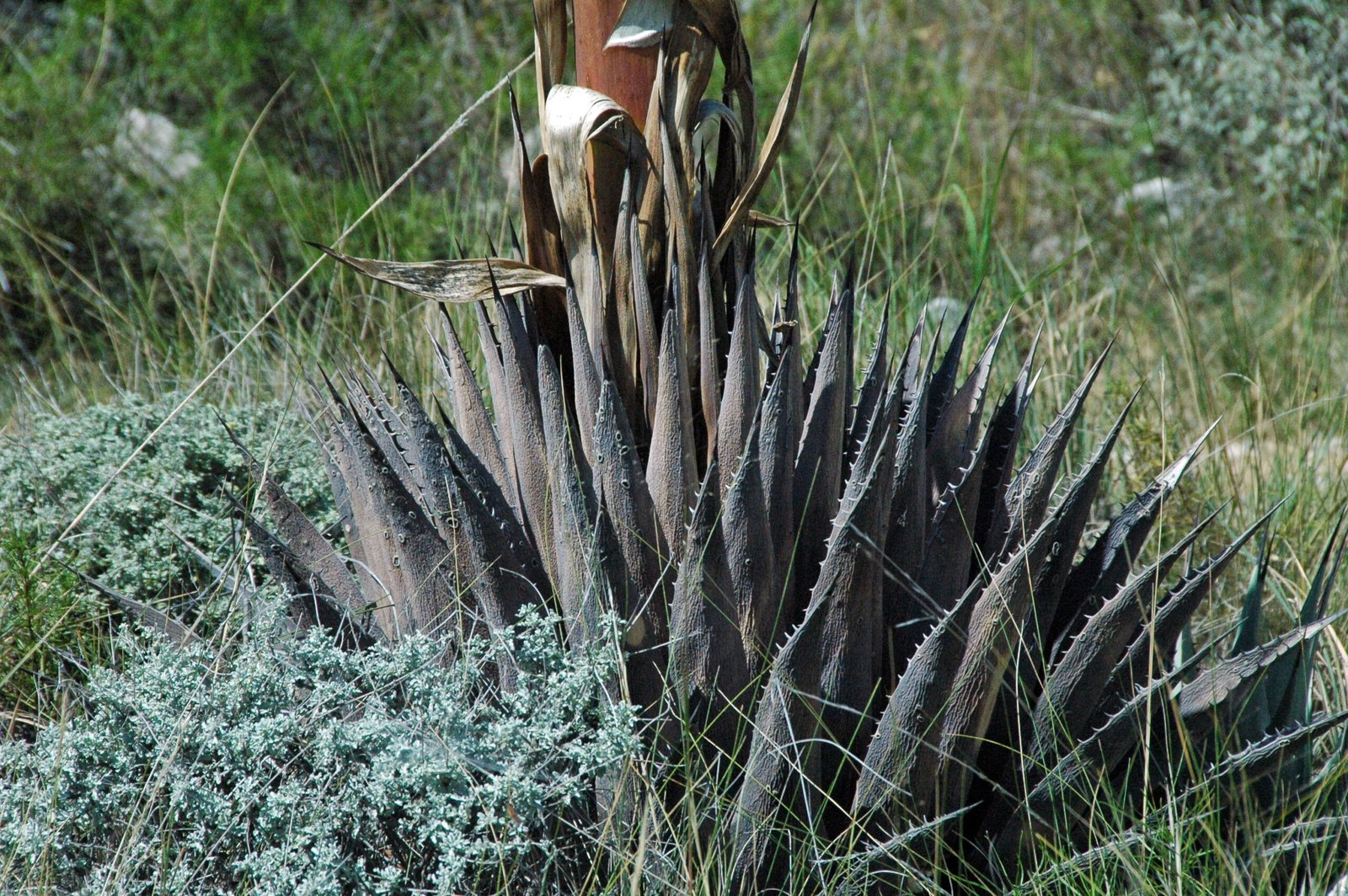 The Science Behind the Spikes: How Agave Thrives in Harsh Climates (image credits: wikimedia)