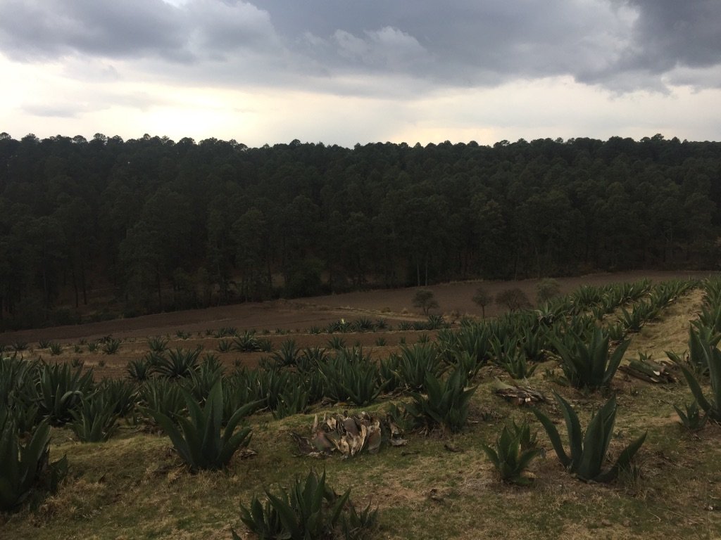 The Birth of Pulque: Mexico’s First Agave Elixir (image credits: wikimedia)