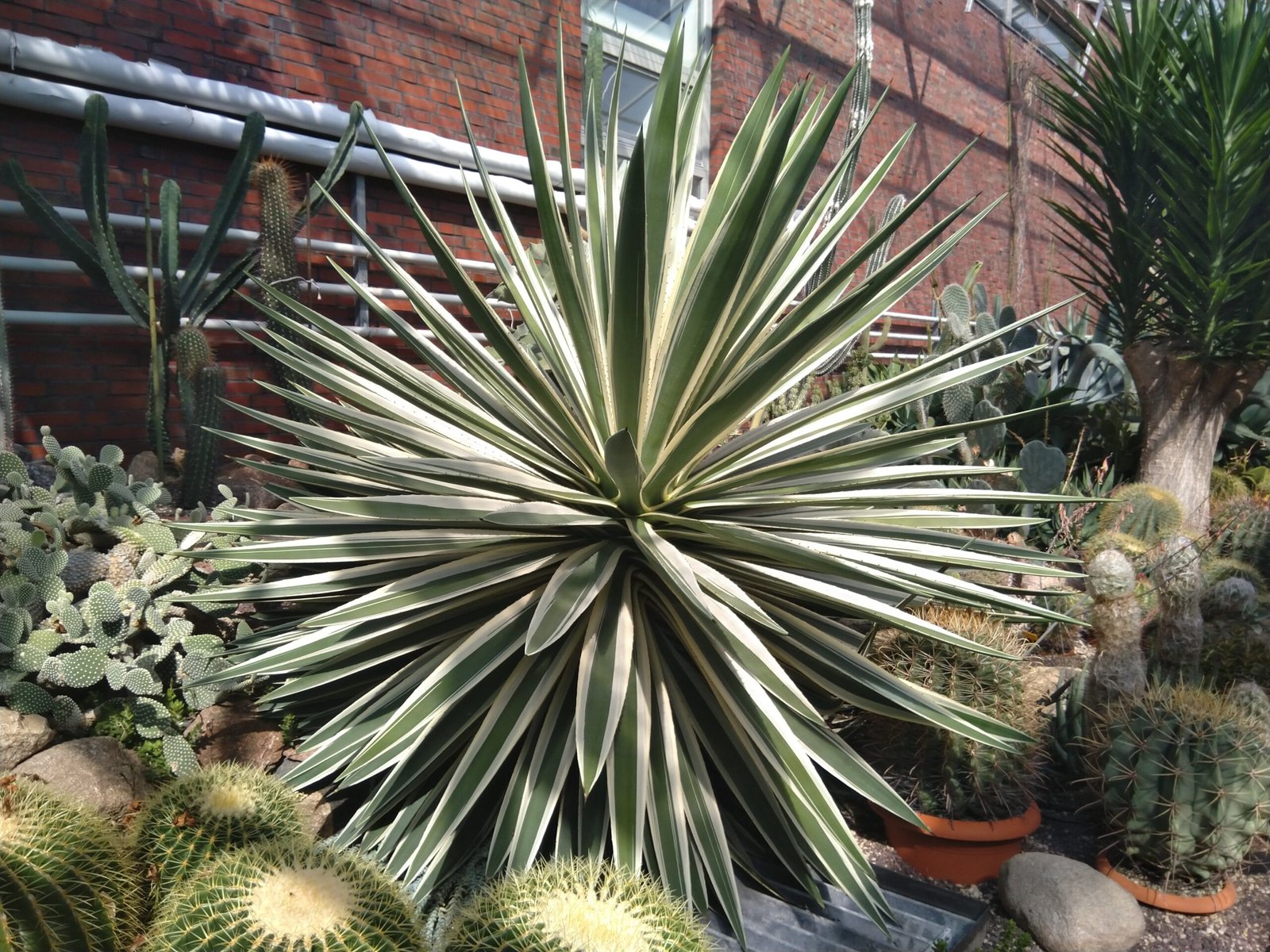 Tequila and Mezcal: Spirits of Celebration and Science (image credits: wikimedia)